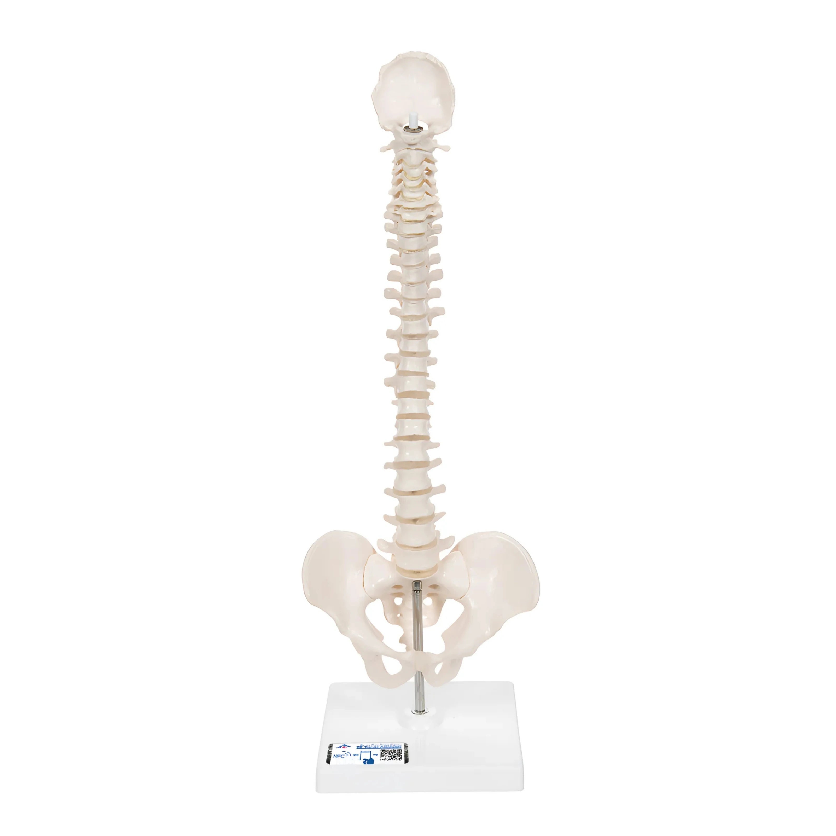 Columna vertebral miniatura, elástica, sobre soporte