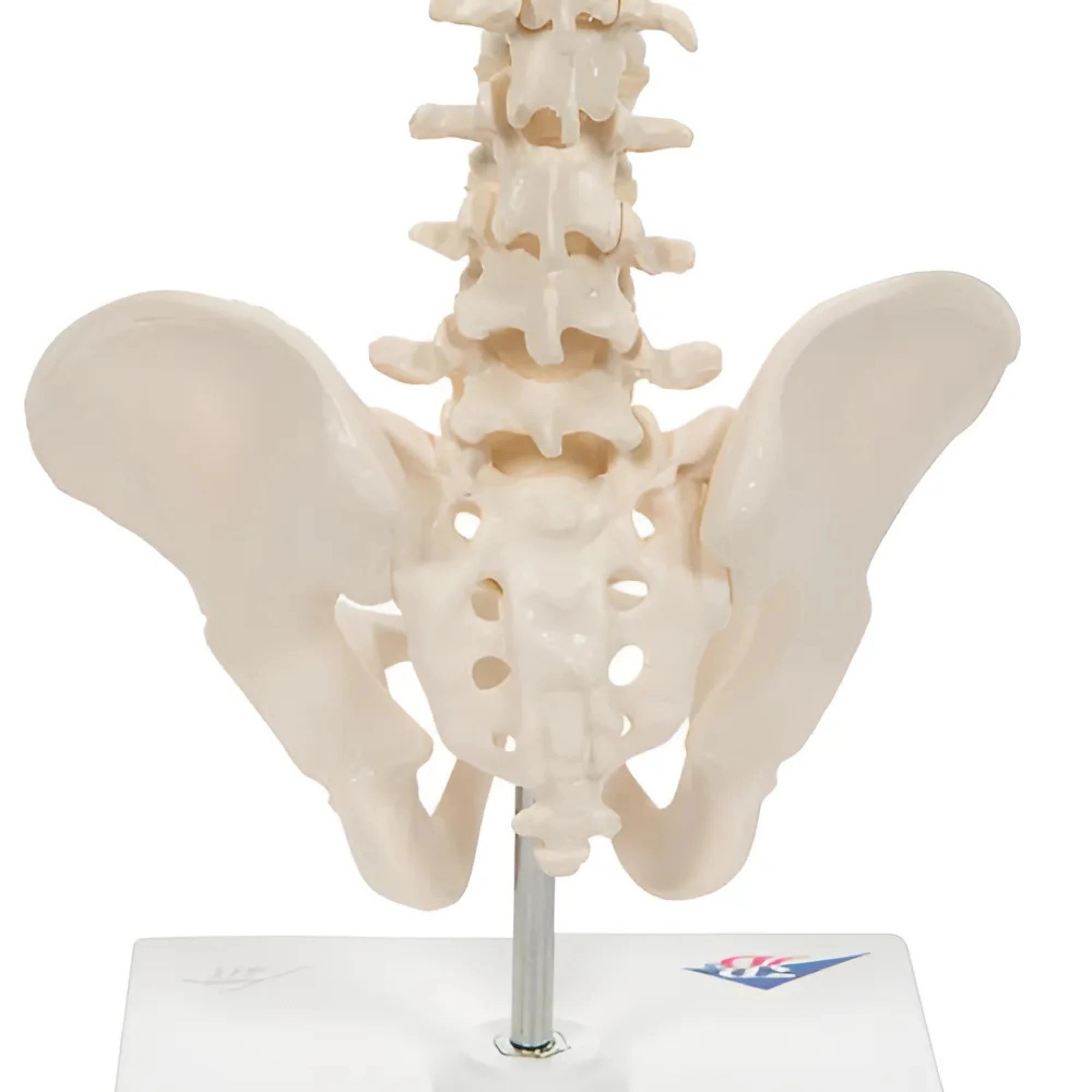 Columna vertebral miniatura, elástica, sobre soporte