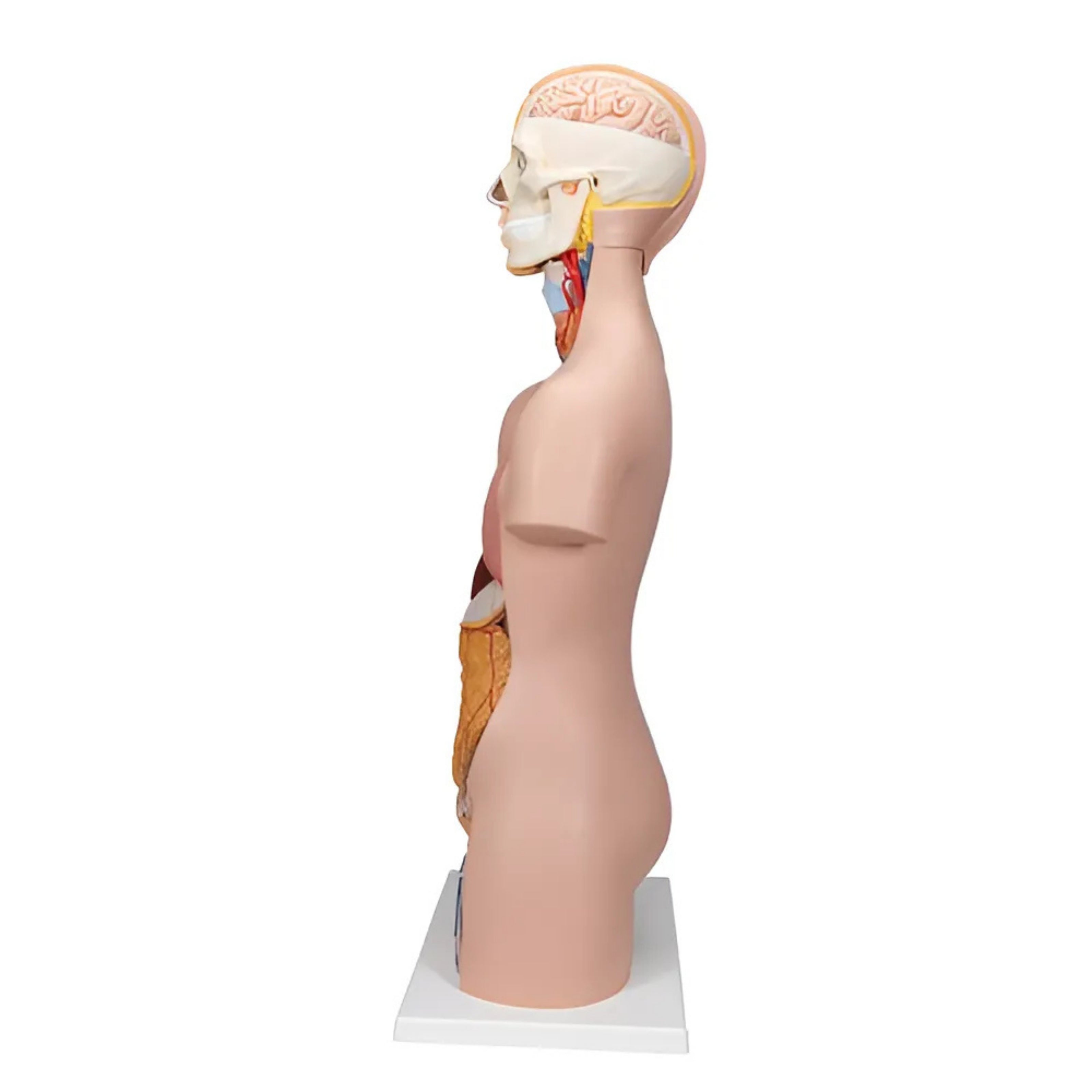 Torso Clásico Asexuado, 12 Partes - 3B Smart Anatomy