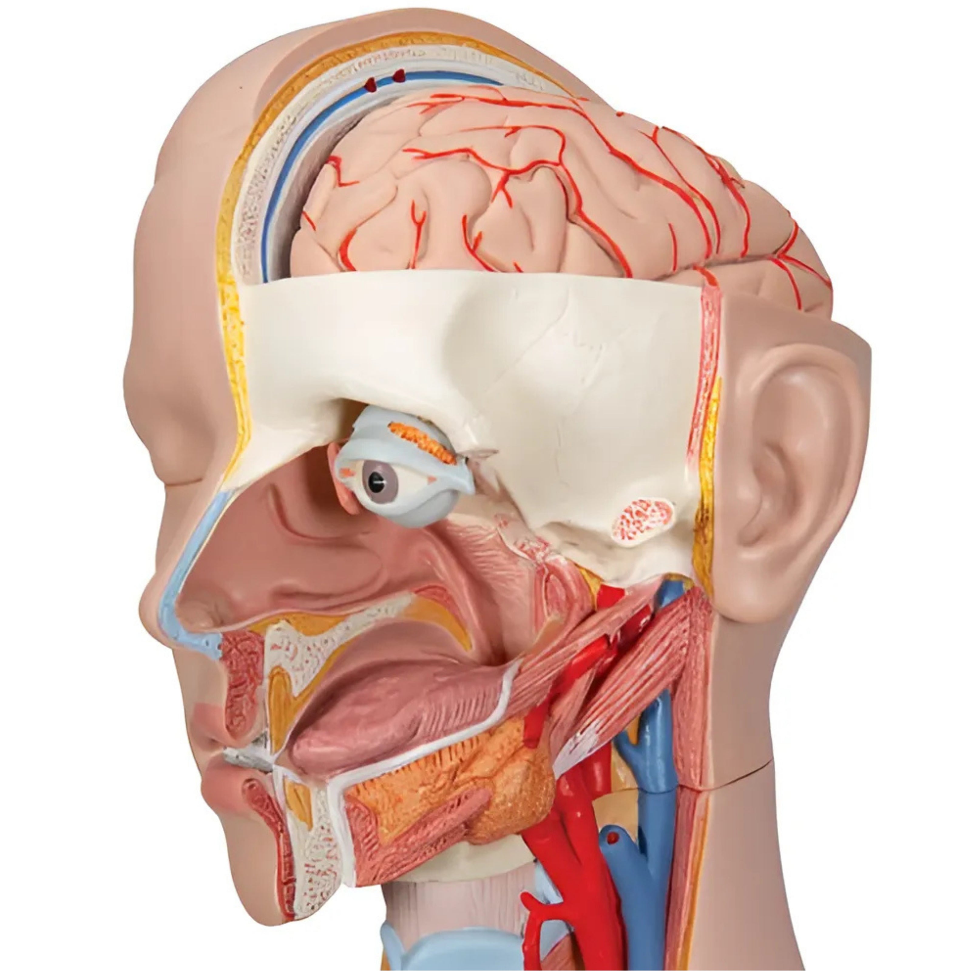 Torso Clásico Asexuado, 16 Partes - 3B Smart Anatomy