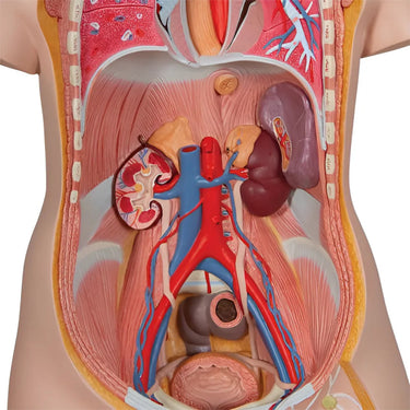 Torso Clásico Asexuado, 16 Partes - 3B Smart Anatomy