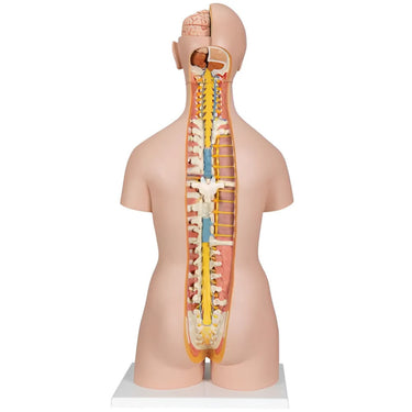 Torso clásico con espalda abierta, 18 partes - 3B Smart Anatomy