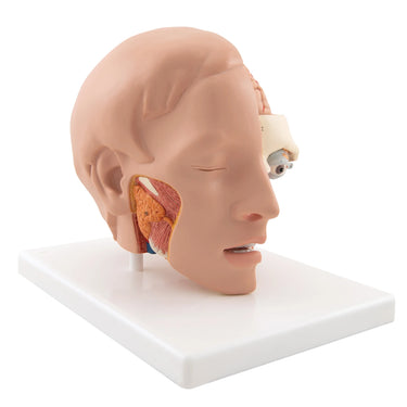 Modelo de la cabeza, 6 piezas