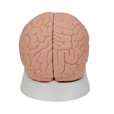 Encéfalo económico, desmontable en 2 piezas - 3B Smart Anatomy