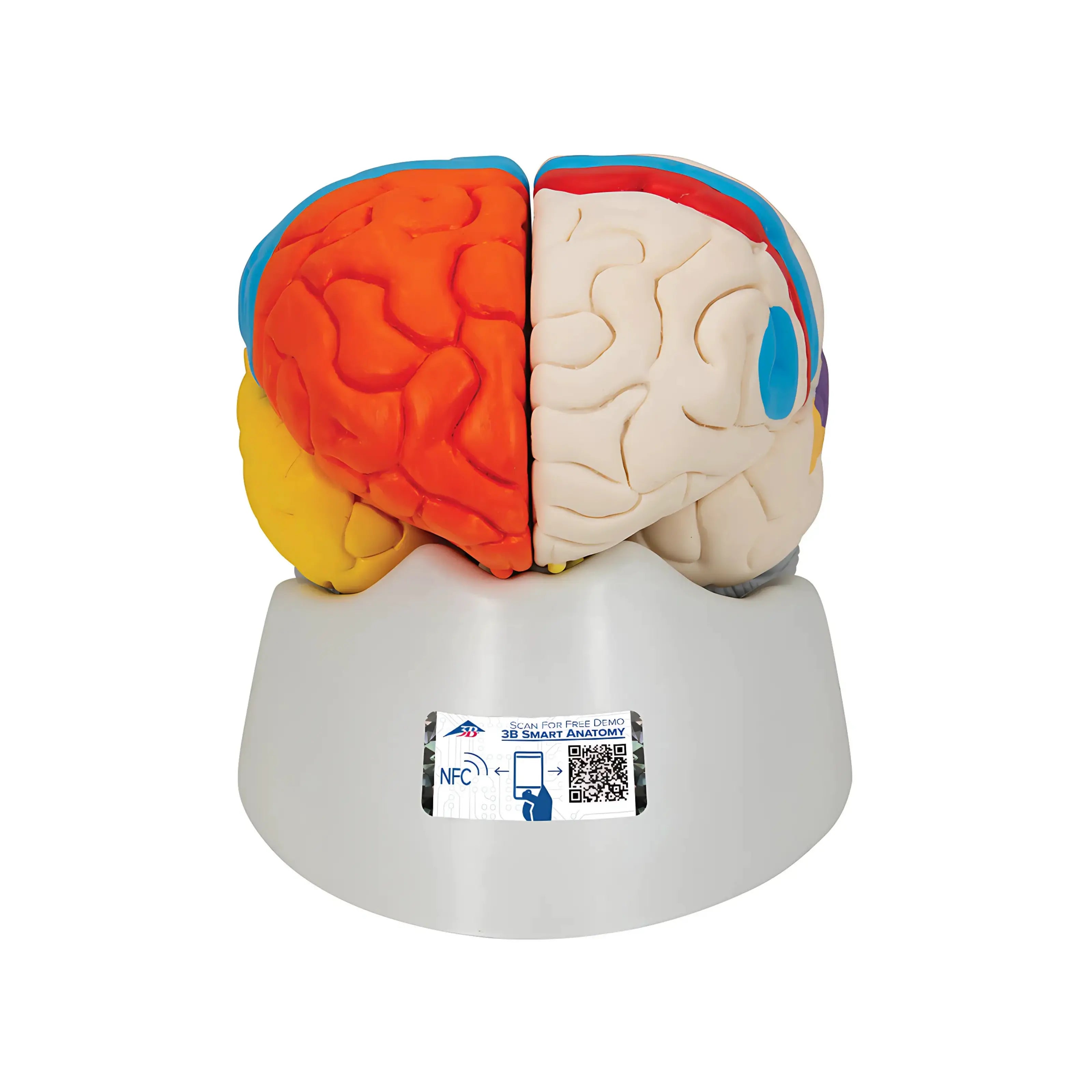 Cerebro neuro-anatómico, desmontable en 8 piezas - 3B Smart Anatomy