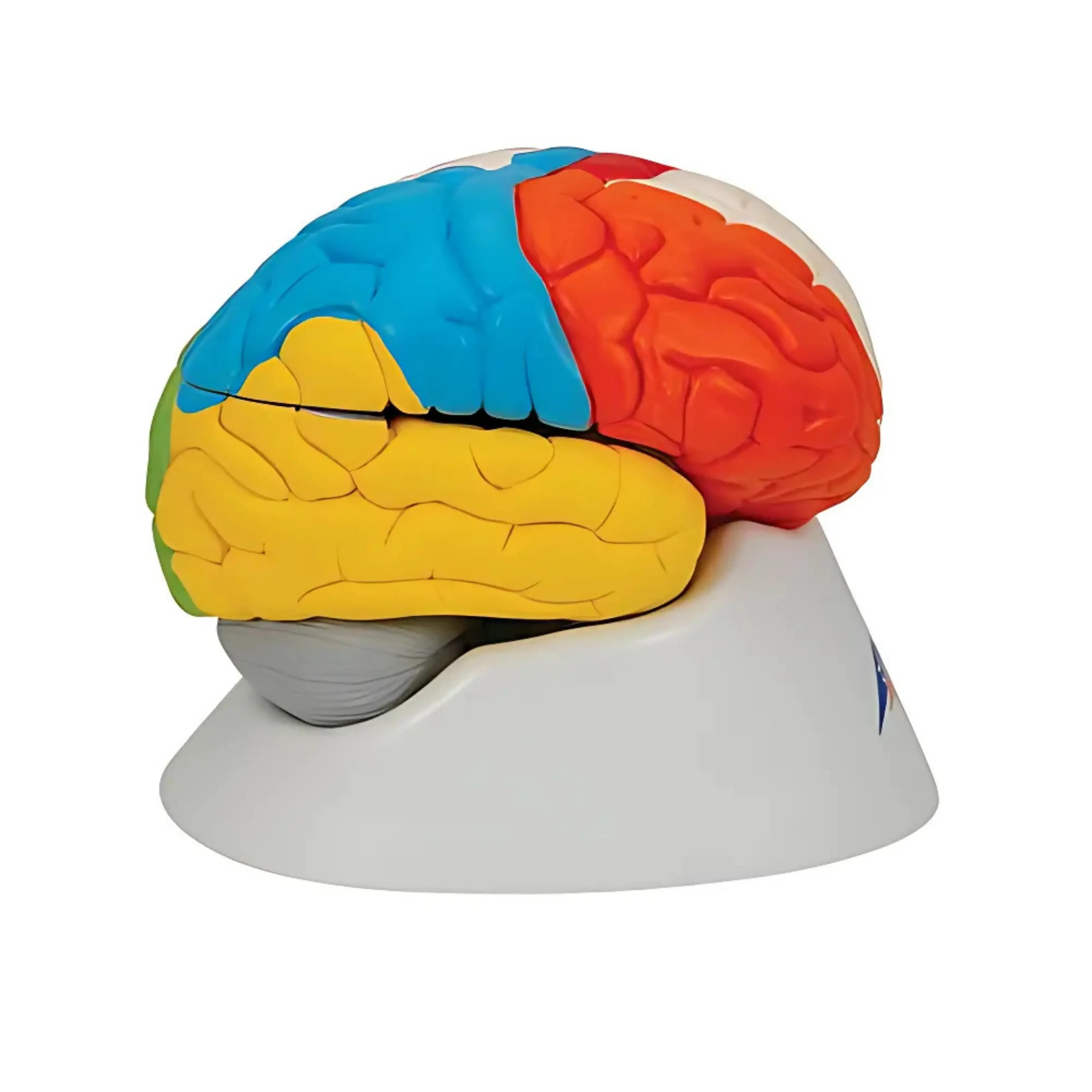 Cerebro neuro-anatómico, desmontable en 8 piezas - 3B Smart Anatomy