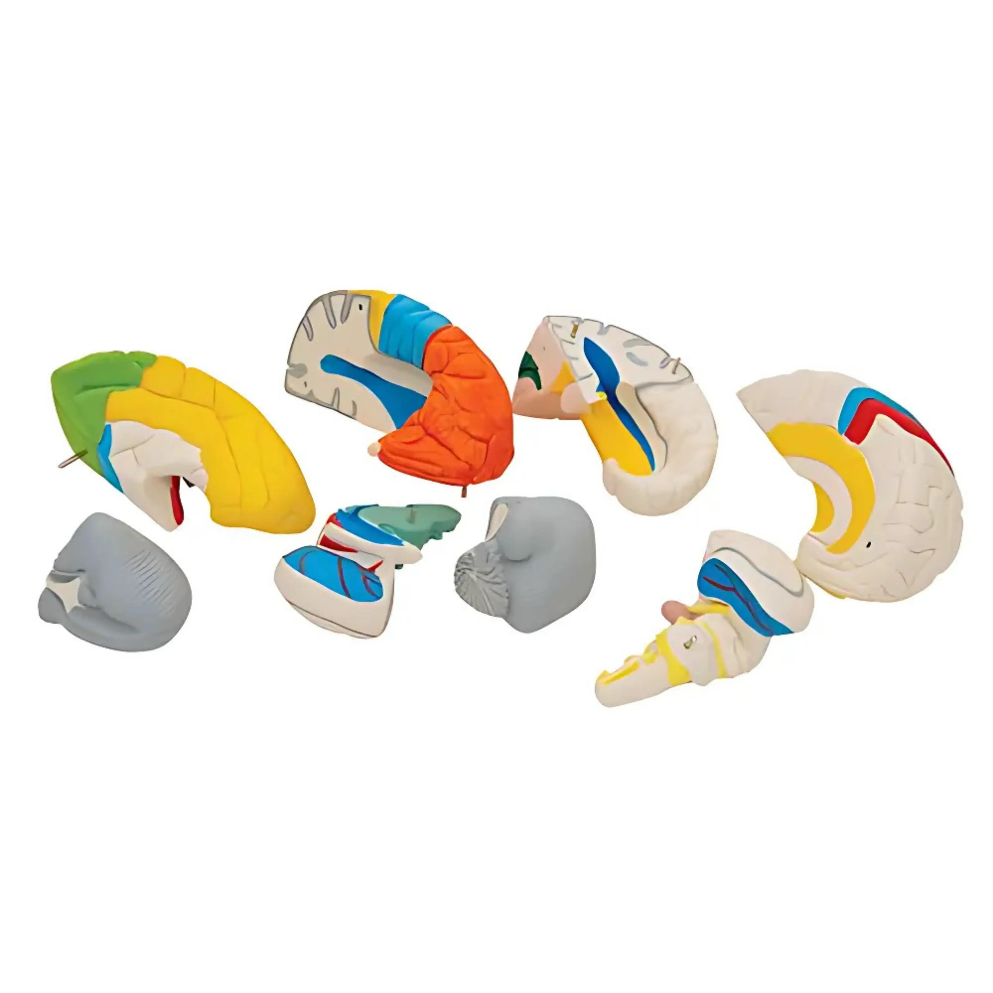 Cerebro neuro-anatómico, desmontable en 8 piezas - 3B Smart Anatomy