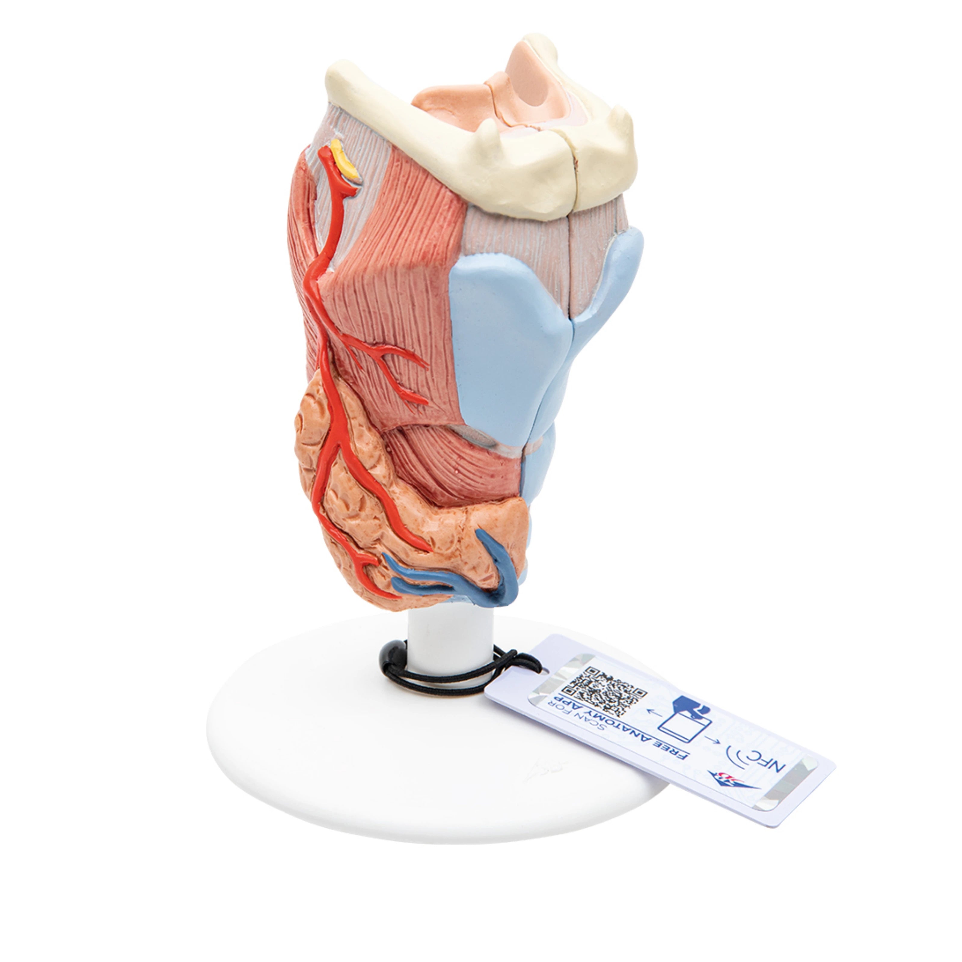 Laringe, 2 piezas - 3B Smart Anatomy