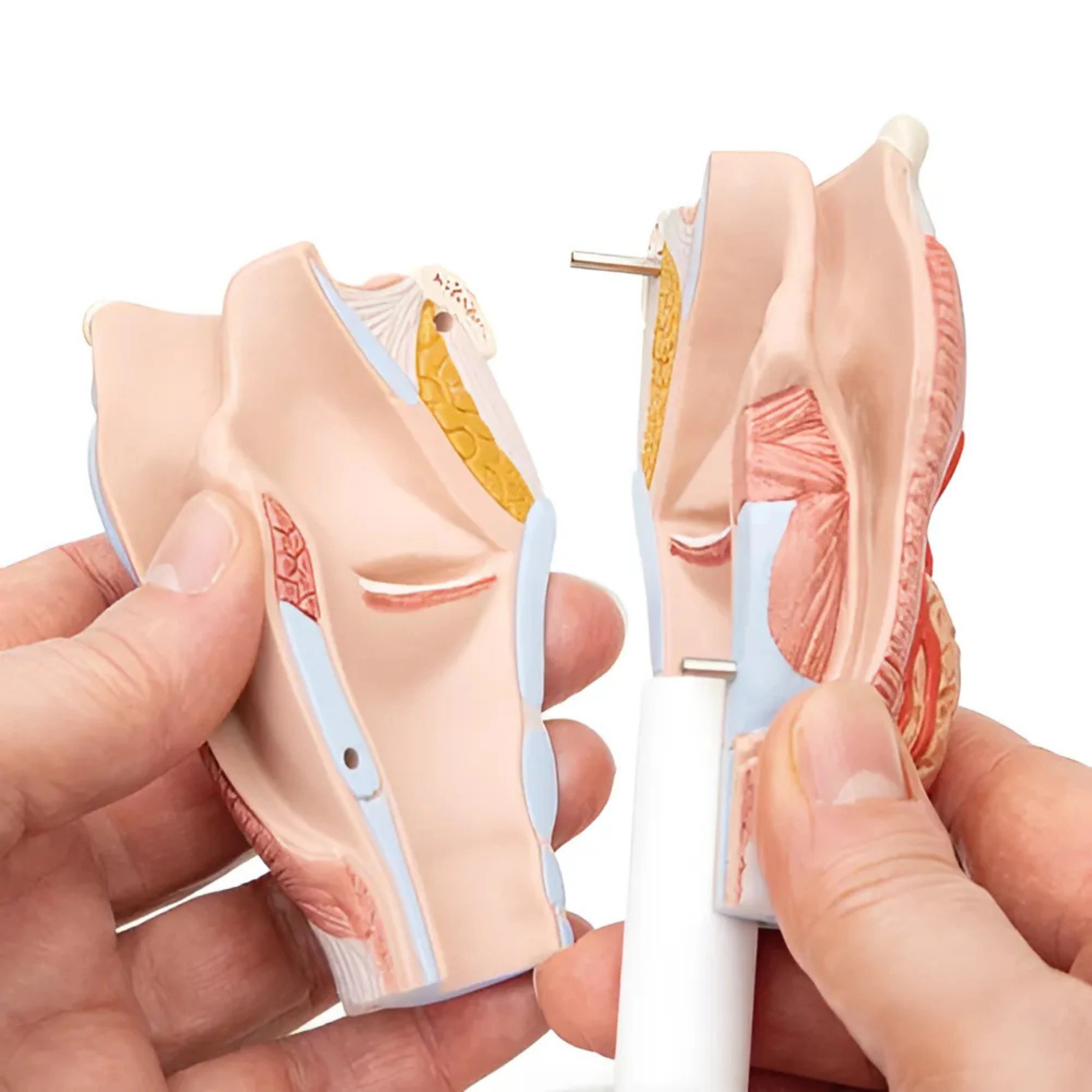 Laringe, 2 piezas - 3B Smart Anatomy