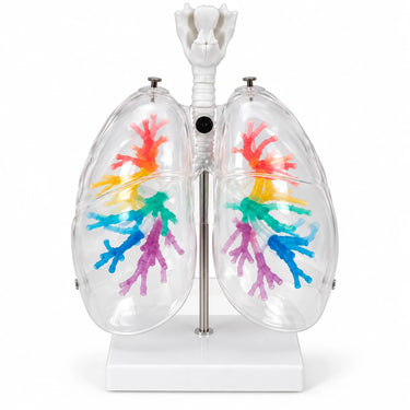 Árbol bronquial TAC con laringe y pulmón transparente