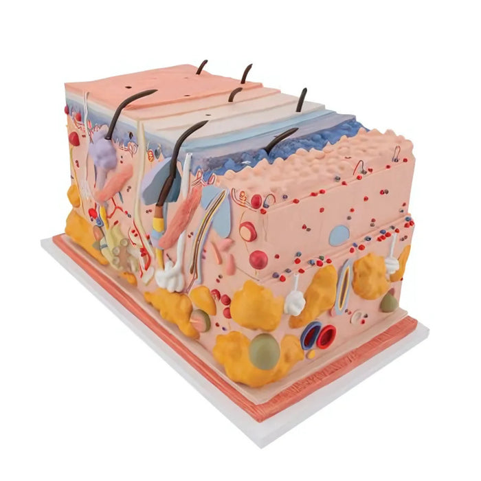 La piel, modelo en bloque, 70 veces su tamaño natural - 3B Smart Anatomy
