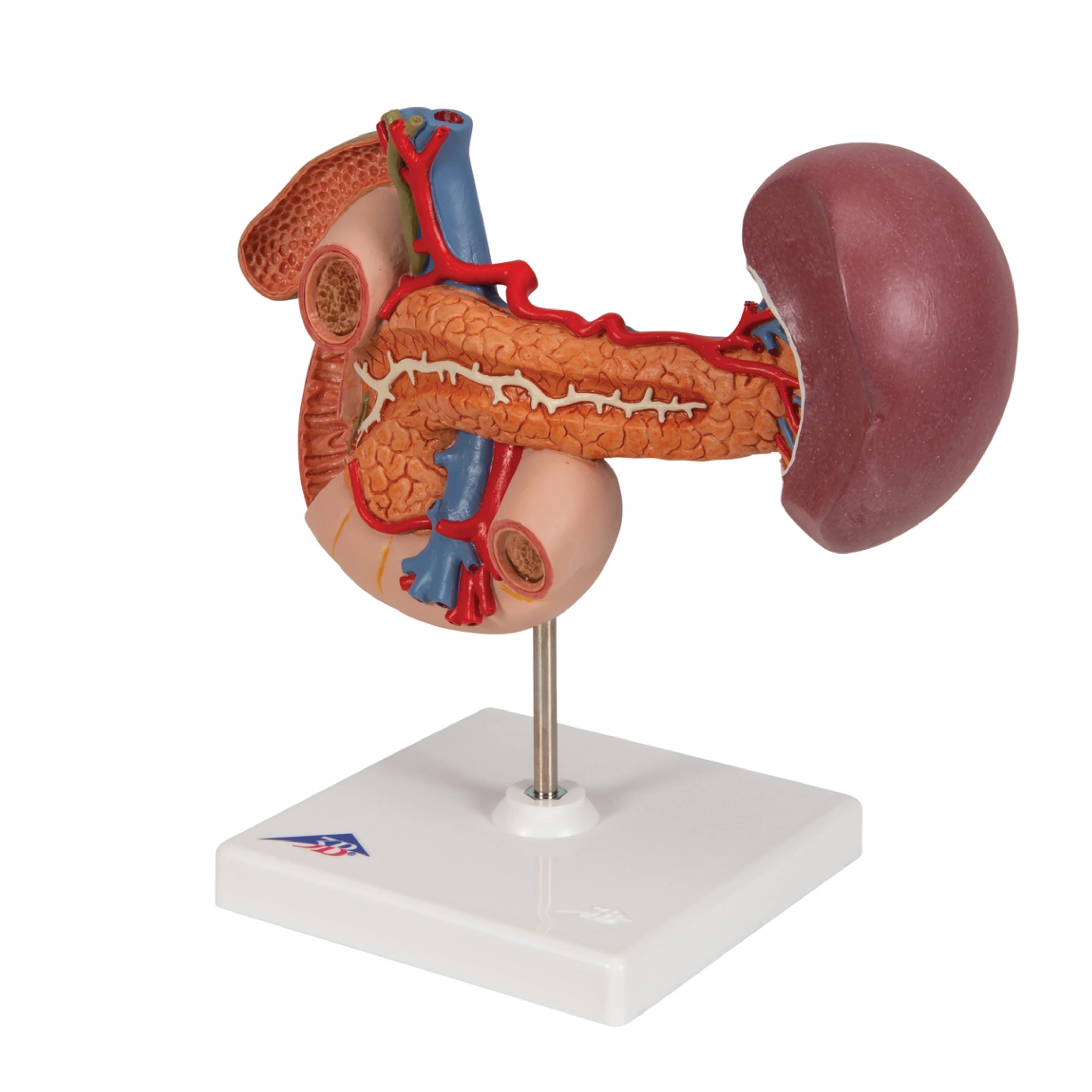 Riñones con Órganos Posteriores del Abdomen Superior (3 Piezas) - 3B Smart Anatomy
