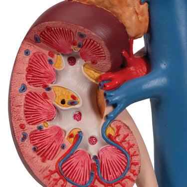 Riñones con Órganos Posteriores del Abdomen Superior (3 Piezas) - 3B Smart Anatomy