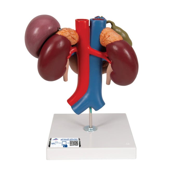 Riñones con Órganos Posteriores del Abdomen Superior (3 Piezas) - 3B Smart Anatomy