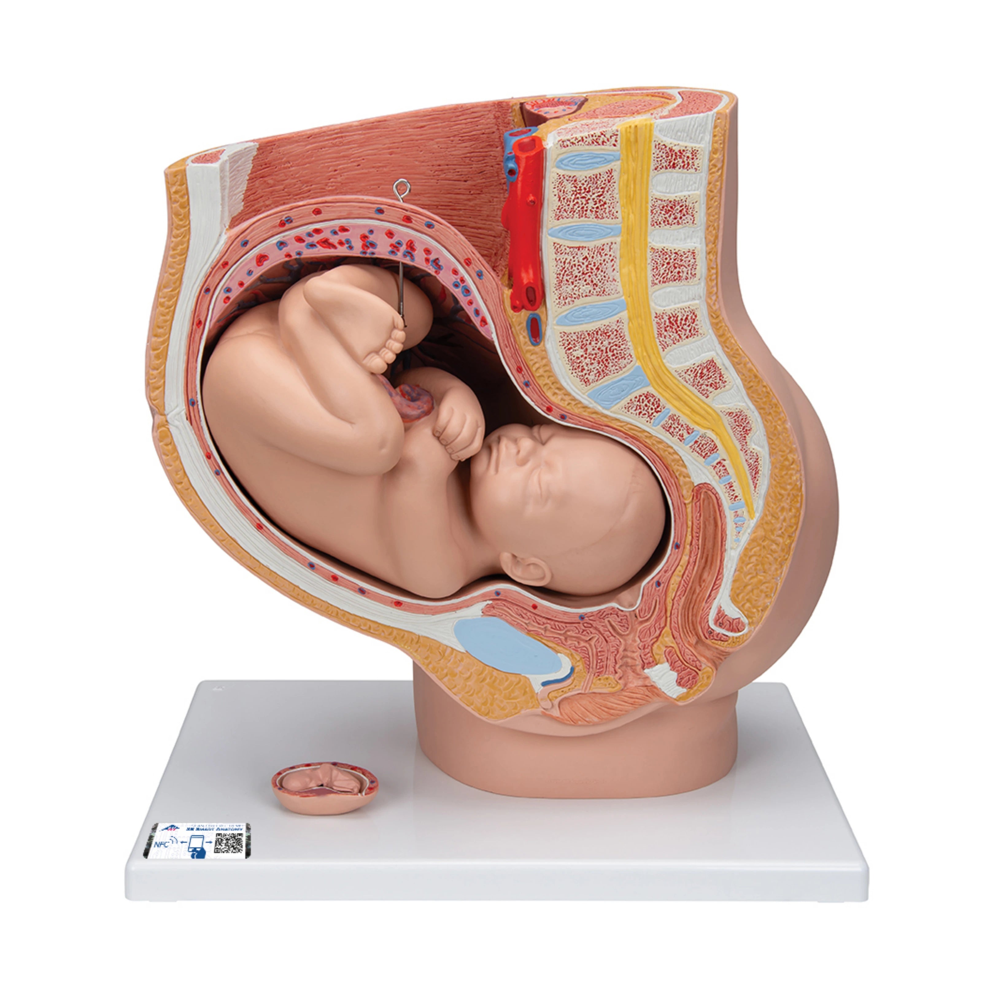 Pelvis de Embarazo, 3 Piezas - 3B Smart Anatomy