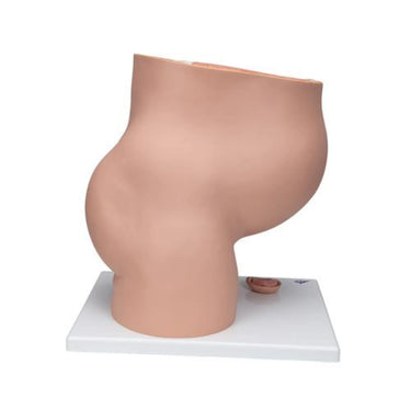 Pelvis de Embarazo, 3 Piezas - 3B Smart Anatomy