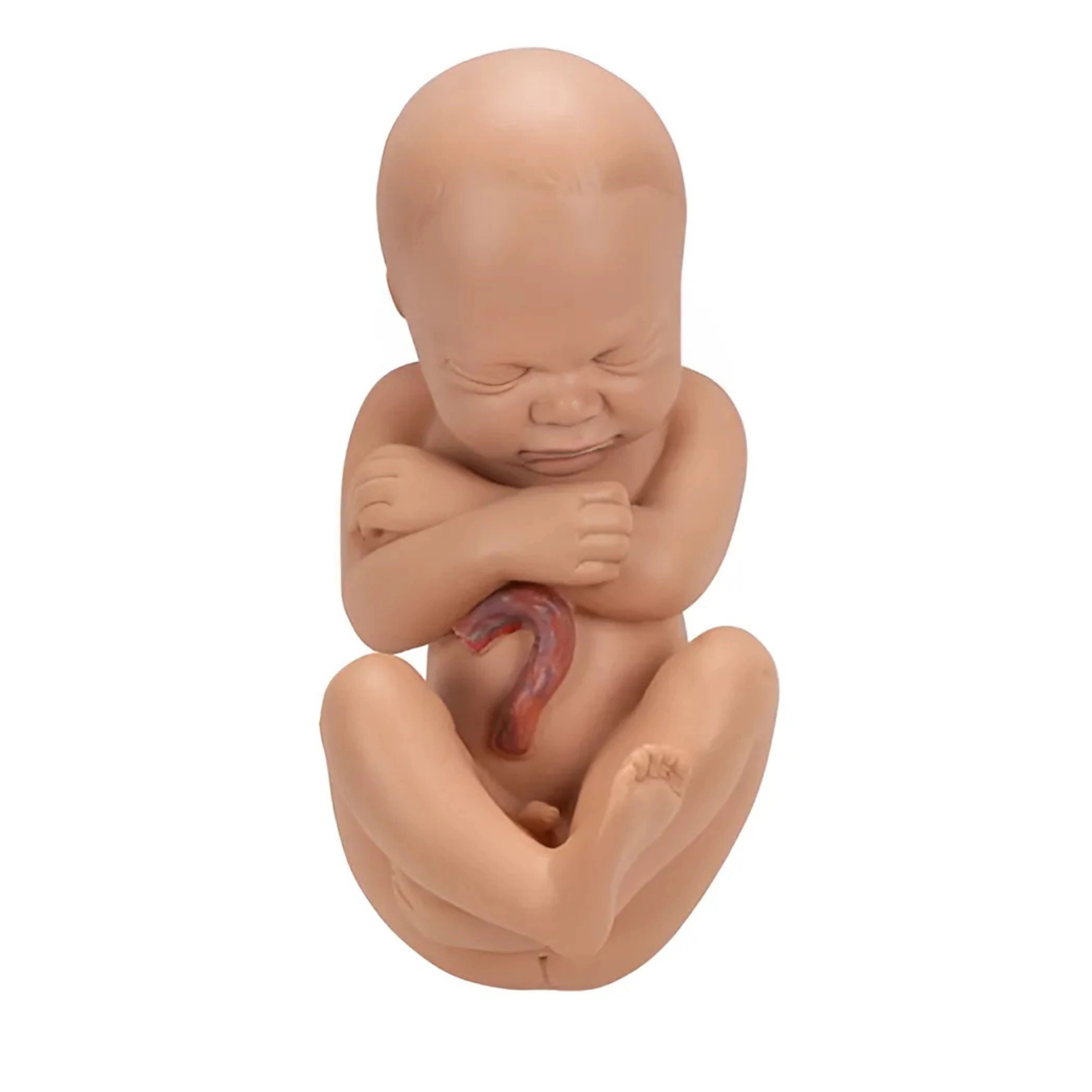 Pelvis de Embarazo, 3 Piezas - 3B Smart Anatomy