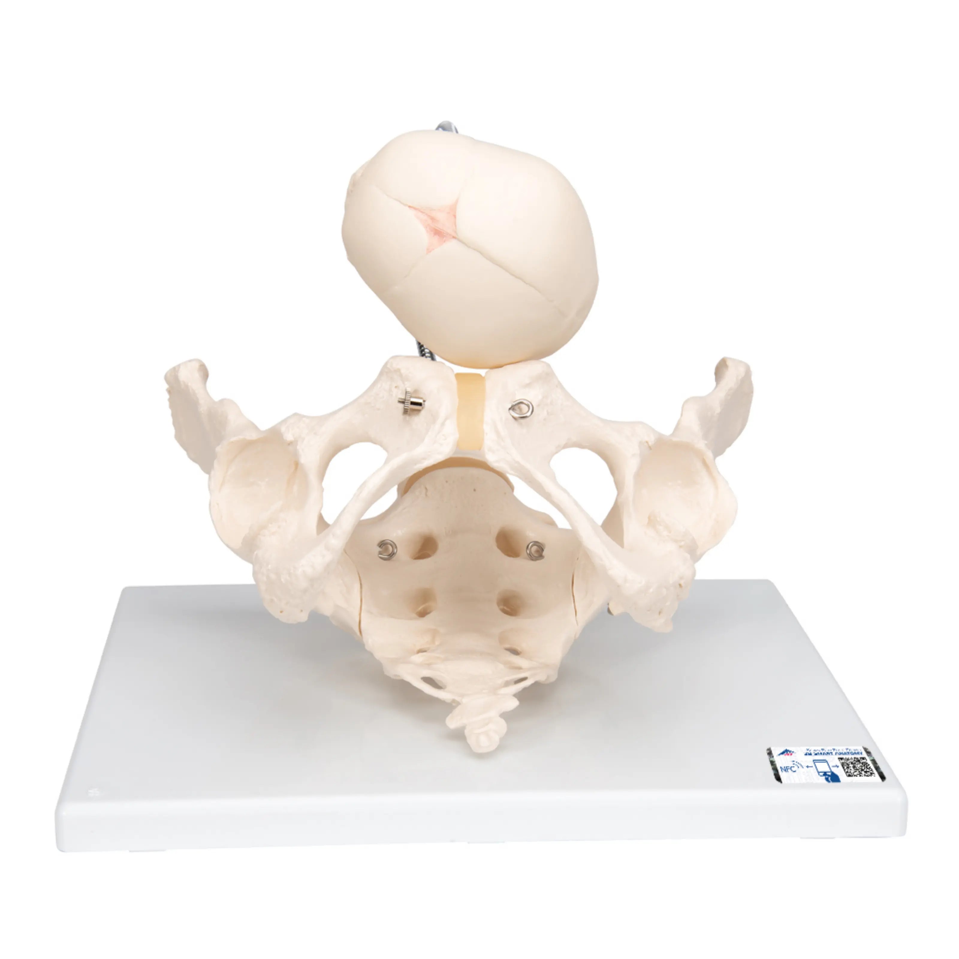 Pélvis de Demostración del Parto - 3B Smart Anatomy