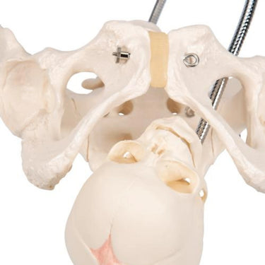 Pélvis de Demostración del Parto - 3B Smart Anatomy