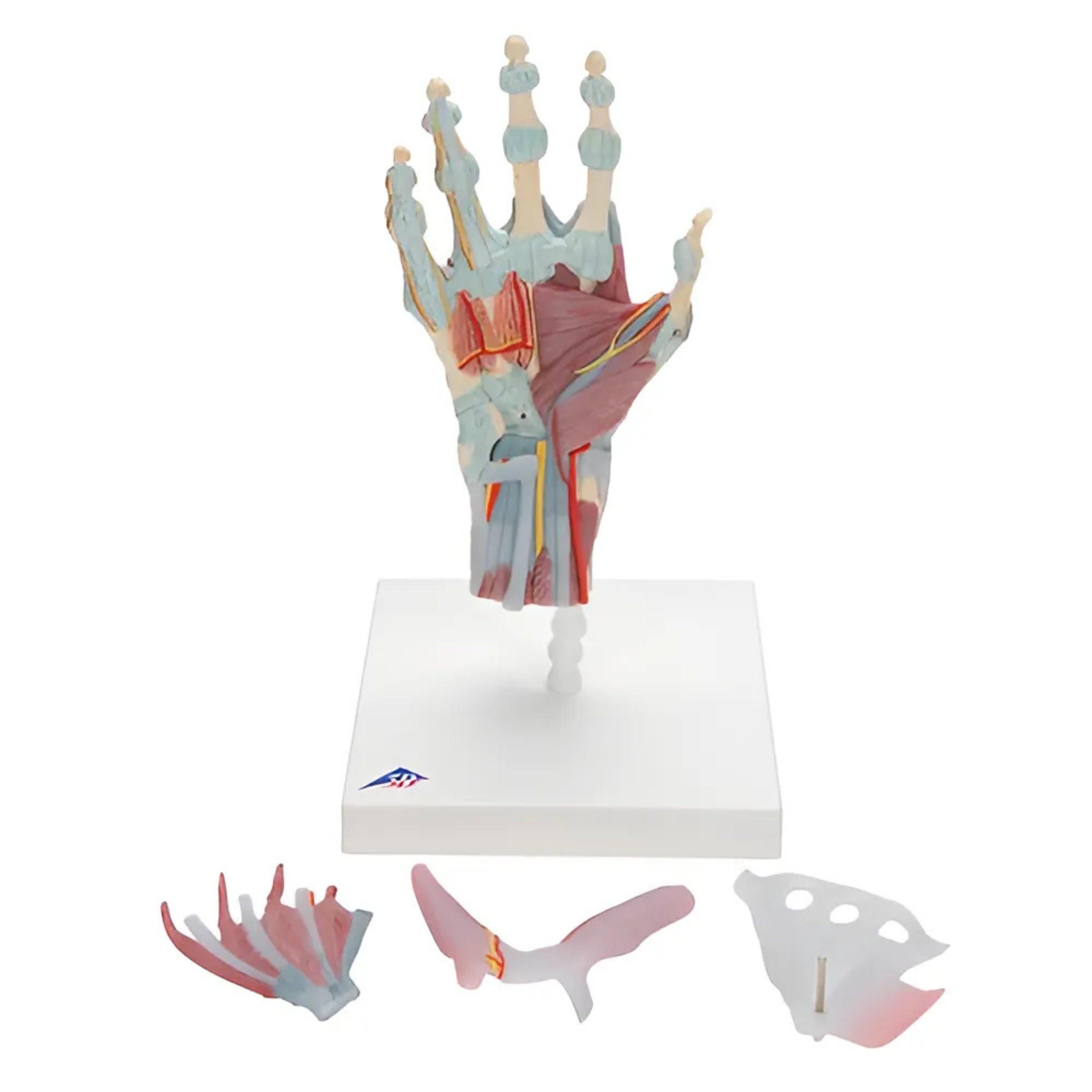 Modelo del esqueleto de la mano con ligamentos y músculos - 3B Smart Anatomy