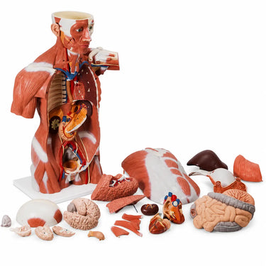 Torso con Músculos de Tamaño Natural, 27 Partes