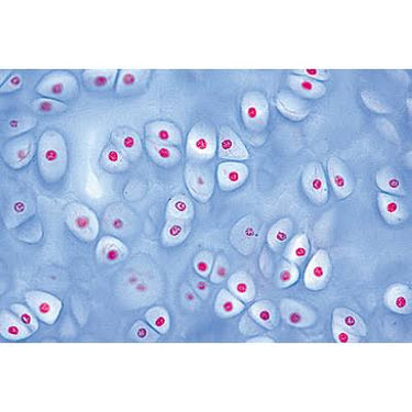 Histología Humana, Colección Grande, Parte I – Español