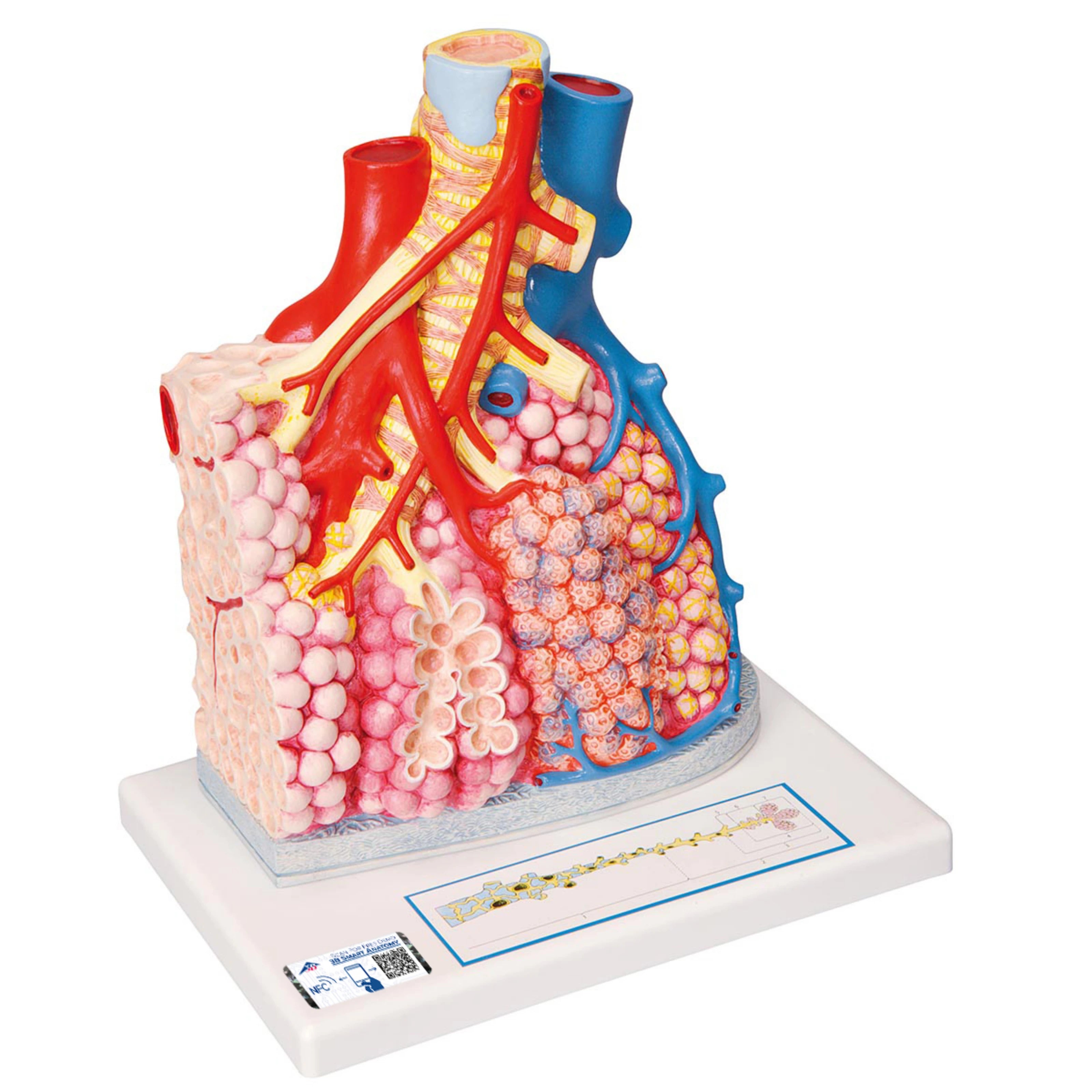 Lobulillos pulmonares y vasos sanguíneos adyacentes - 3B Smart Anatomy