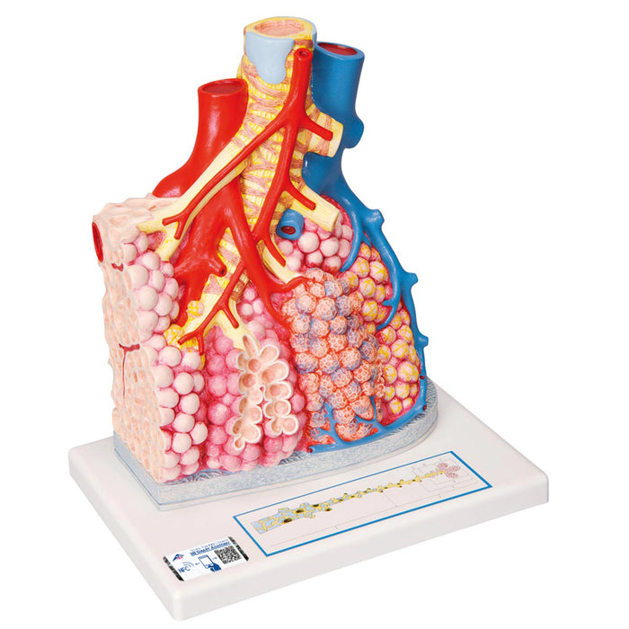 Lobulillos pulmonares y vasos sanguíneos adyacentes - 3B Smart Anatomy