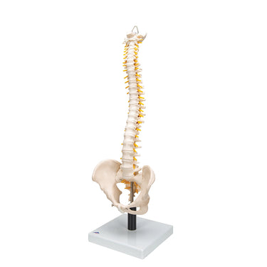 Columna Flexible con Discos Intervertebrales Suaves