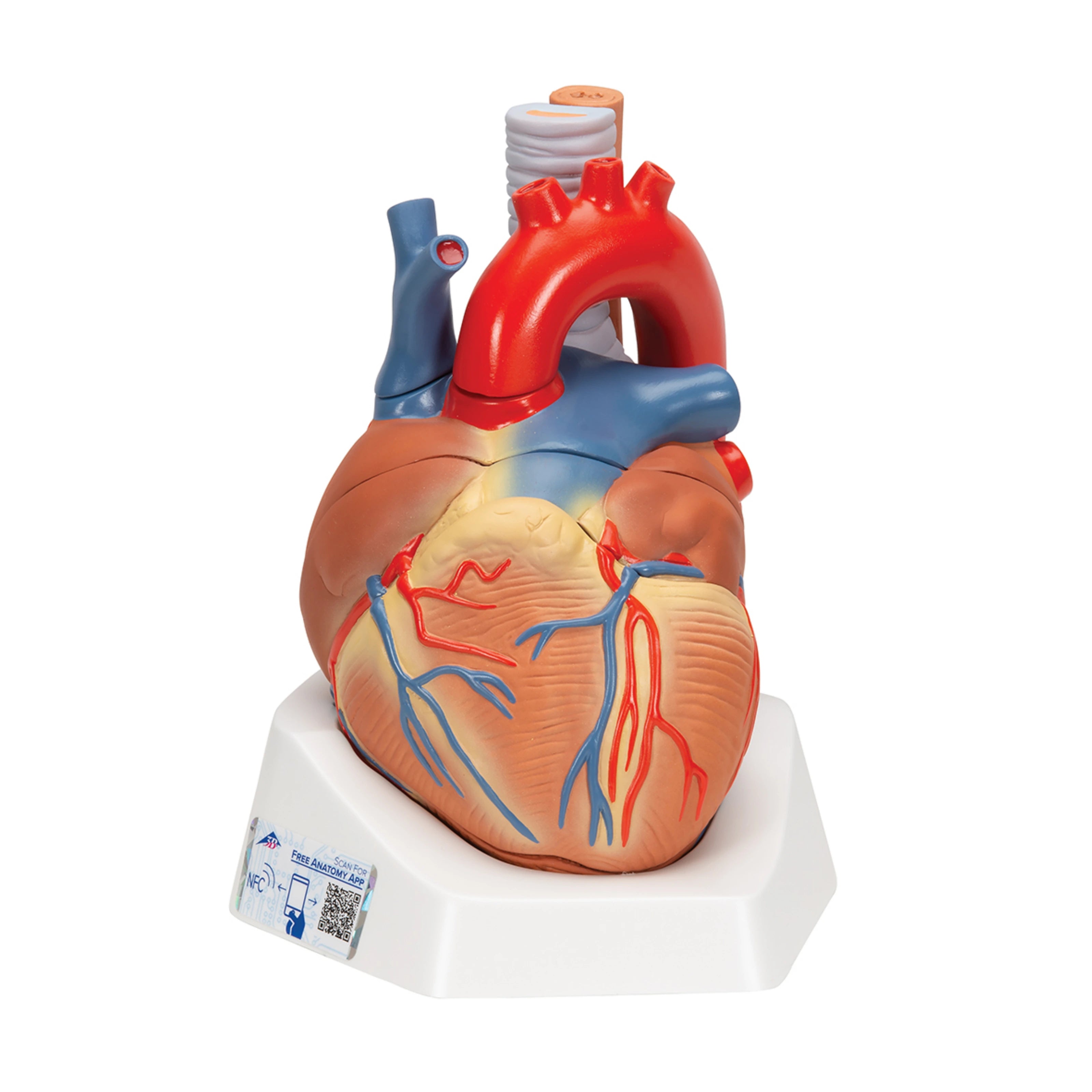 Corazón en 7 piezas - 3B Smart Anatomy