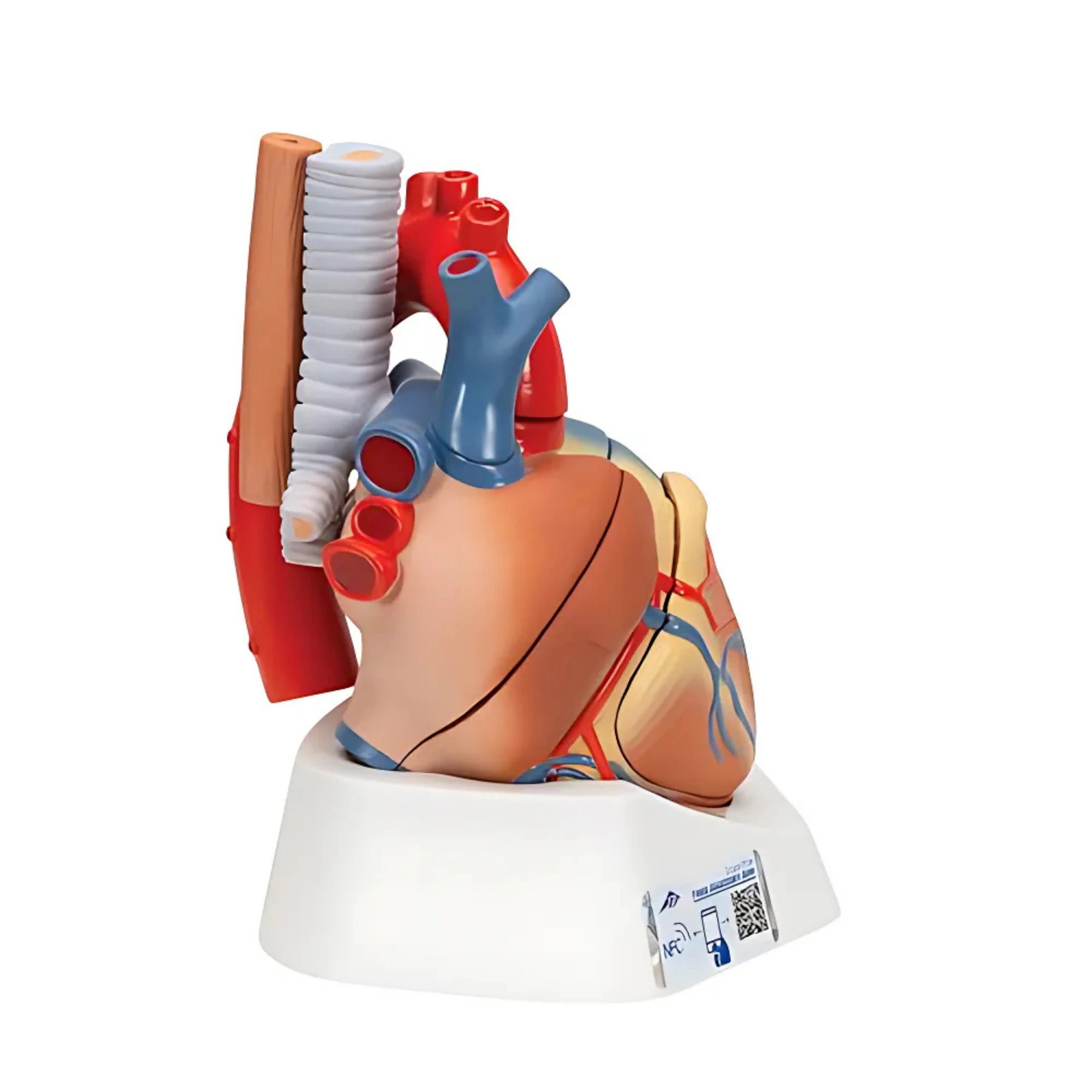 Corazón en 7 piezas - 3B Smart Anatomy