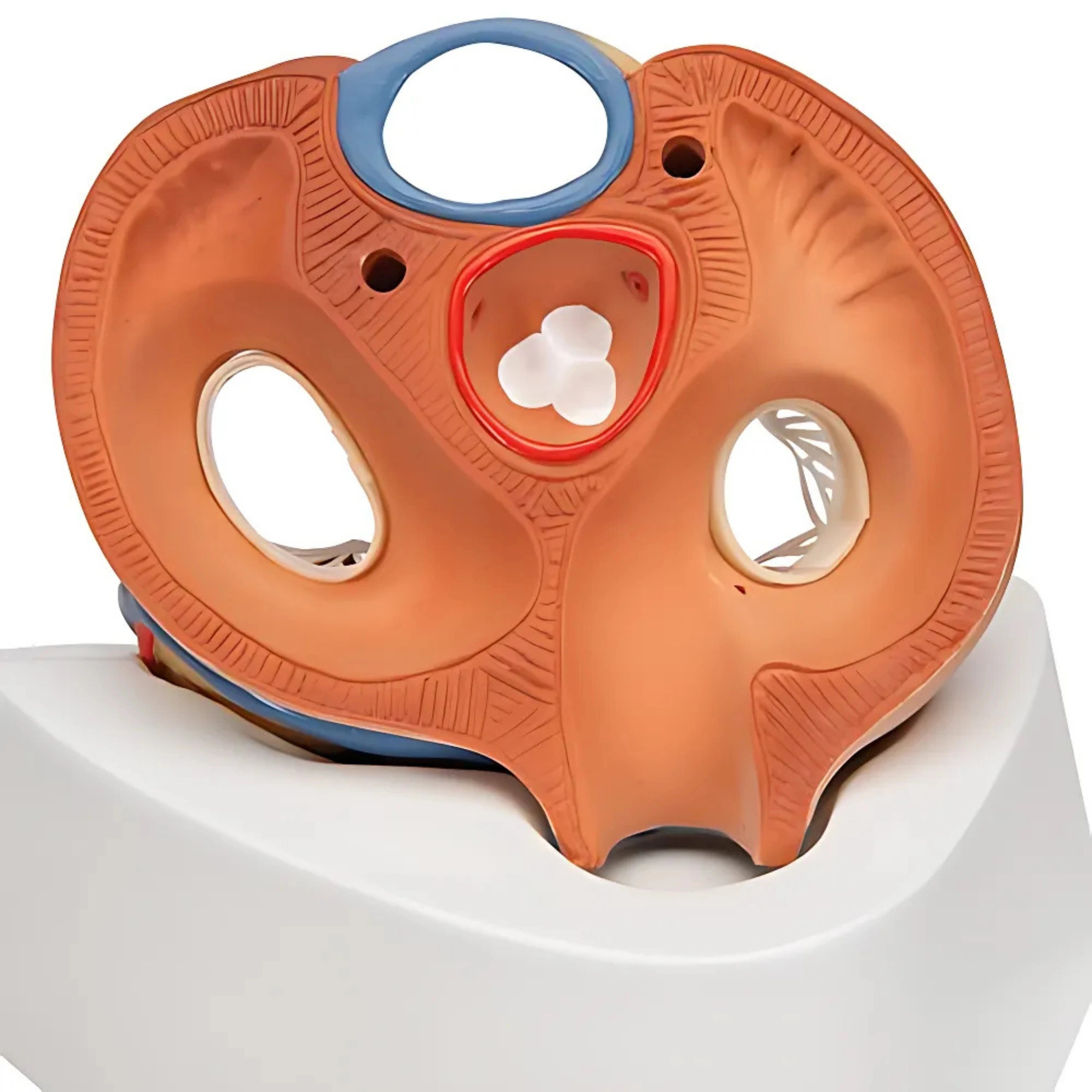 Corazón en 7 piezas - 3B Smart Anatomy