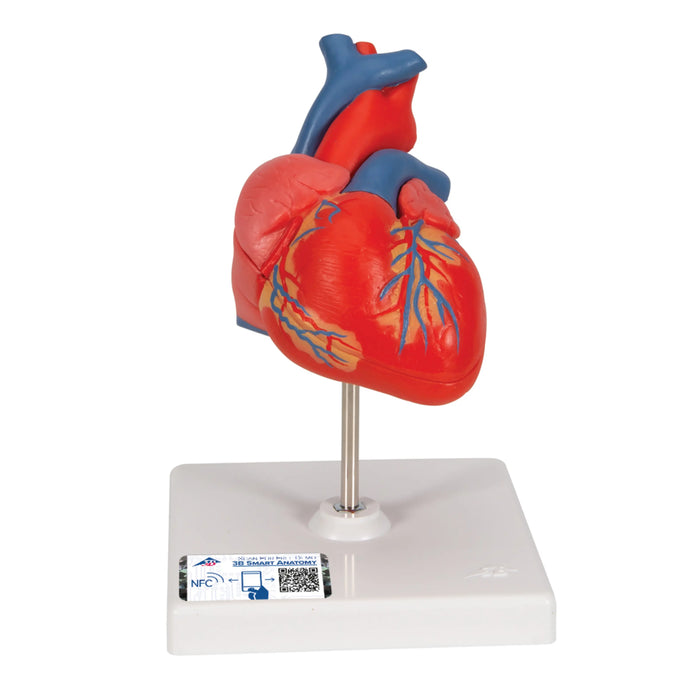 Corazones clásicos, en 2 piezas - 3B Smart Anatomy