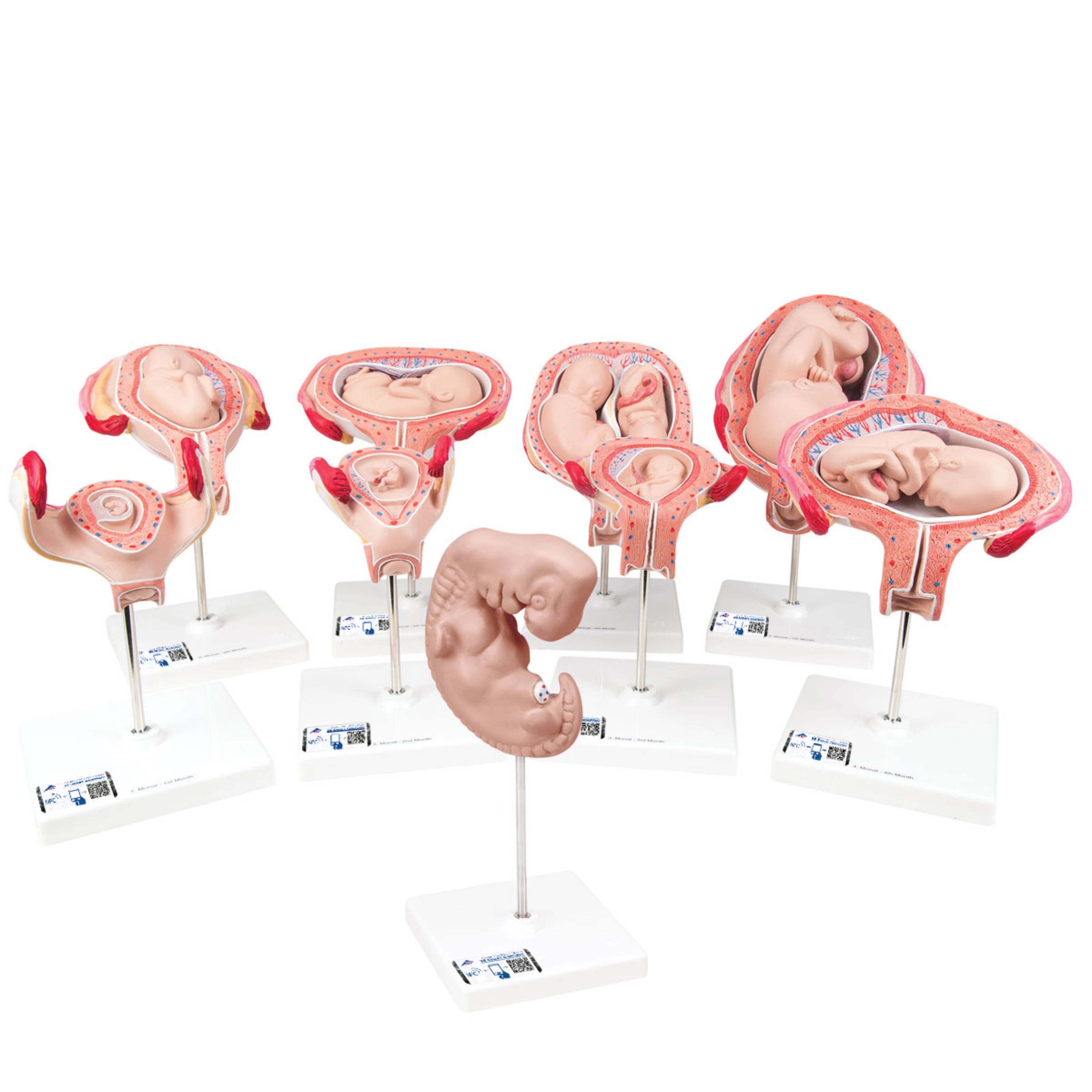 Serie de lujo de Embarazo - 9 Modelos de 3B Scientific® - 3B Smart Anatomy