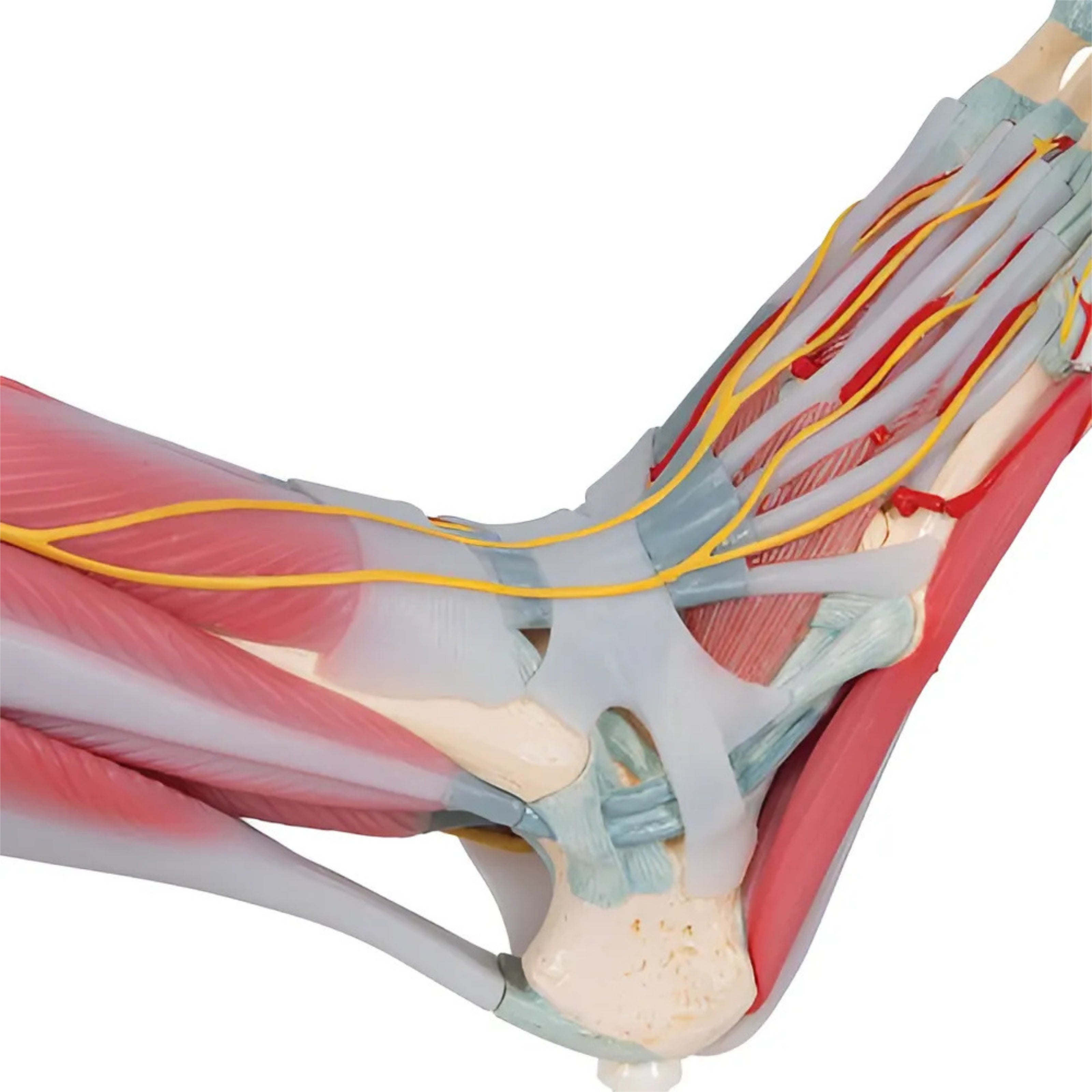 Modelo Anatómico del Esqueleto del Pie con Ligamentos y Músculos - 3B Smart Anatomy