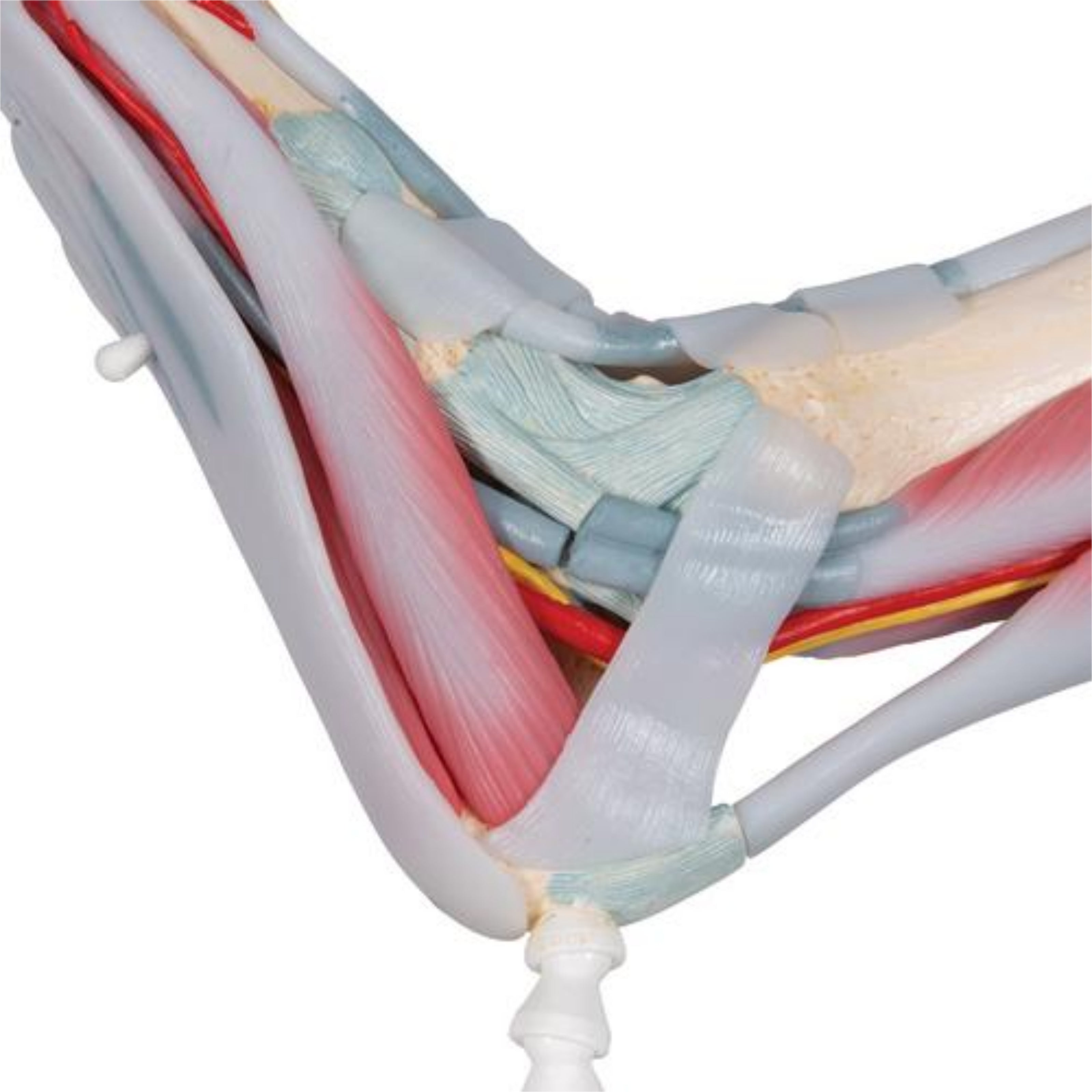 Modelo Anatómico del Esqueleto del Pie con Ligamentos y Músculos - 3B Smart Anatomy