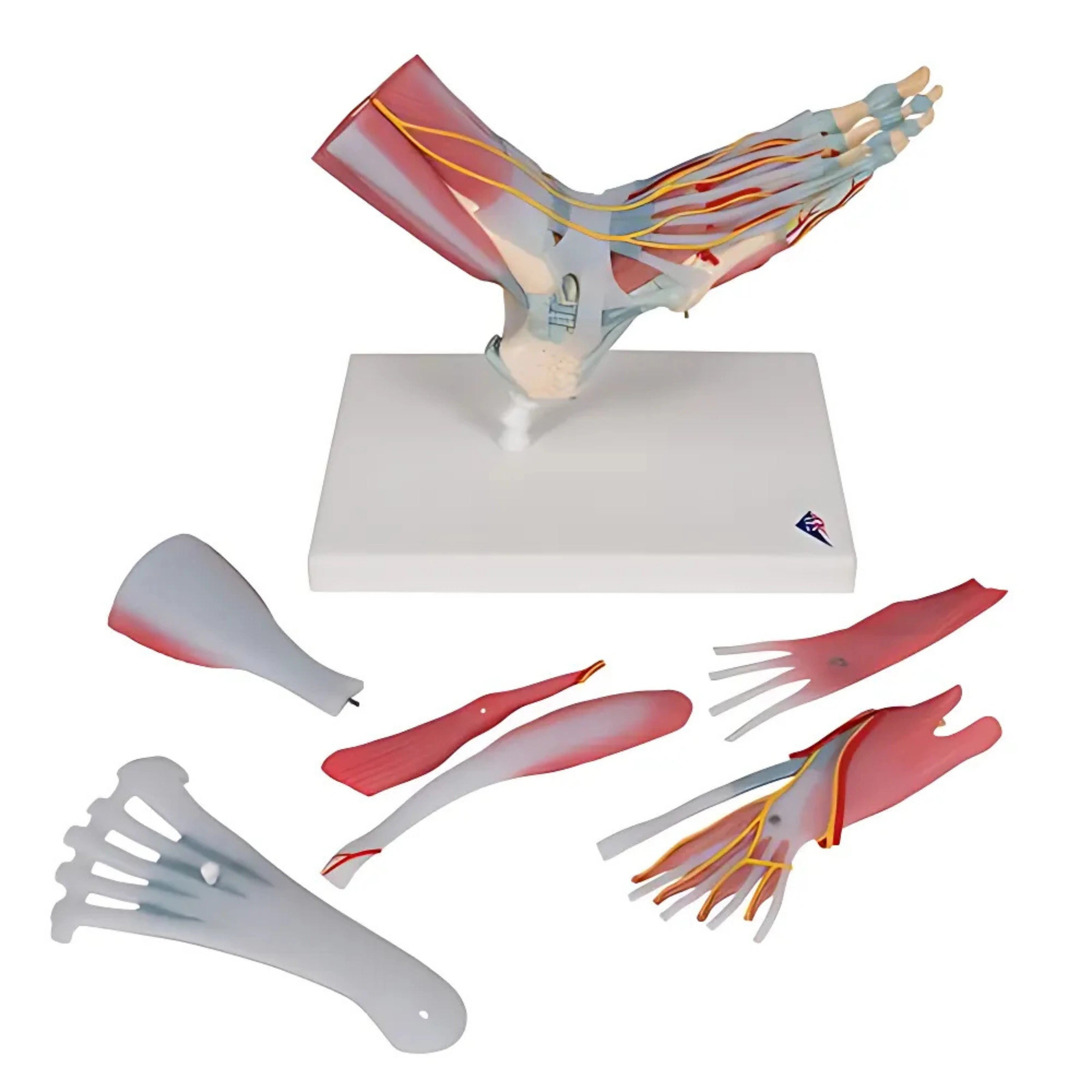 Modelo Anatómico del Esqueleto del Pie con Ligamentos y Músculos - 3B Smart Anatomy