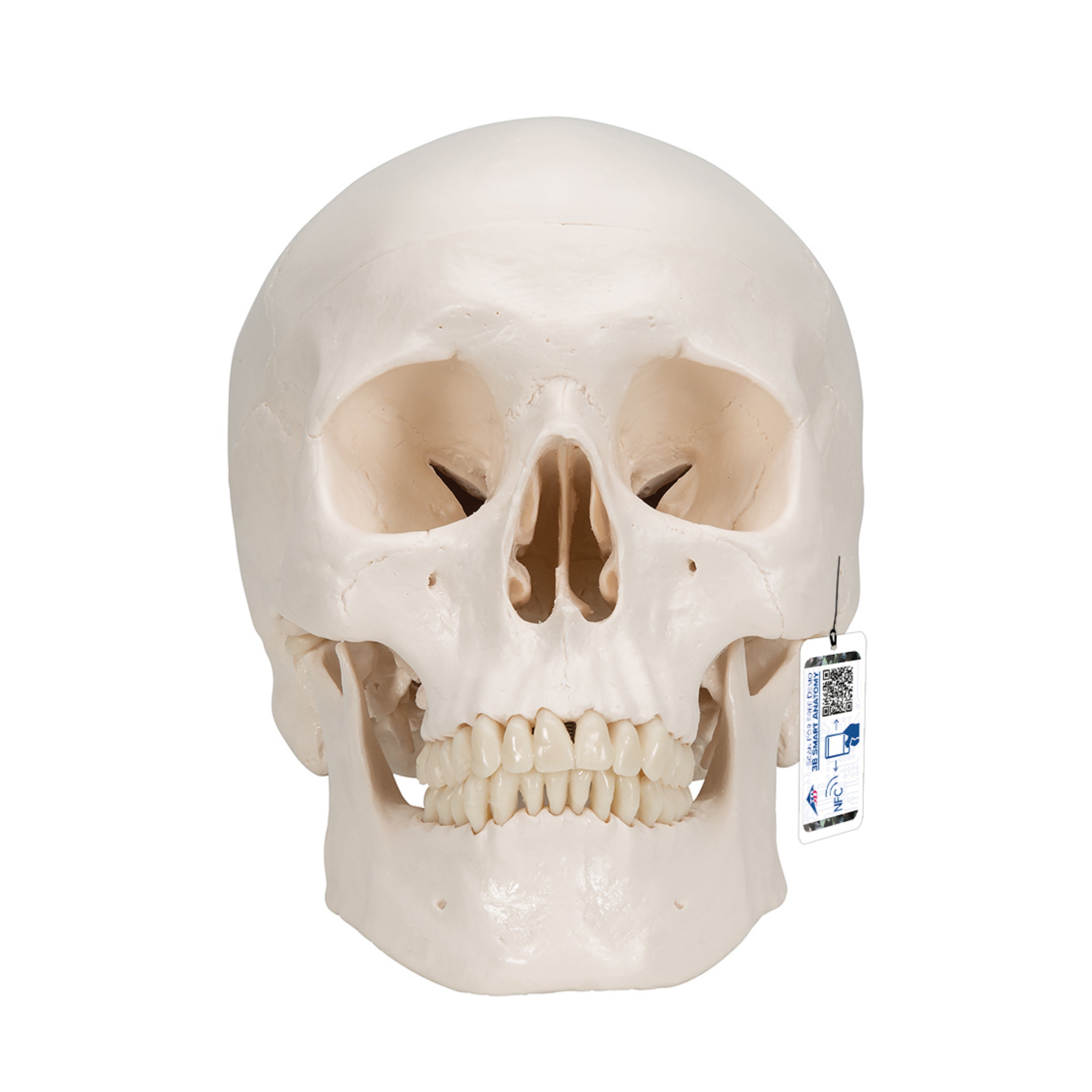 Cráneo Clásico, 3 partes - 3B Smart Anatomy