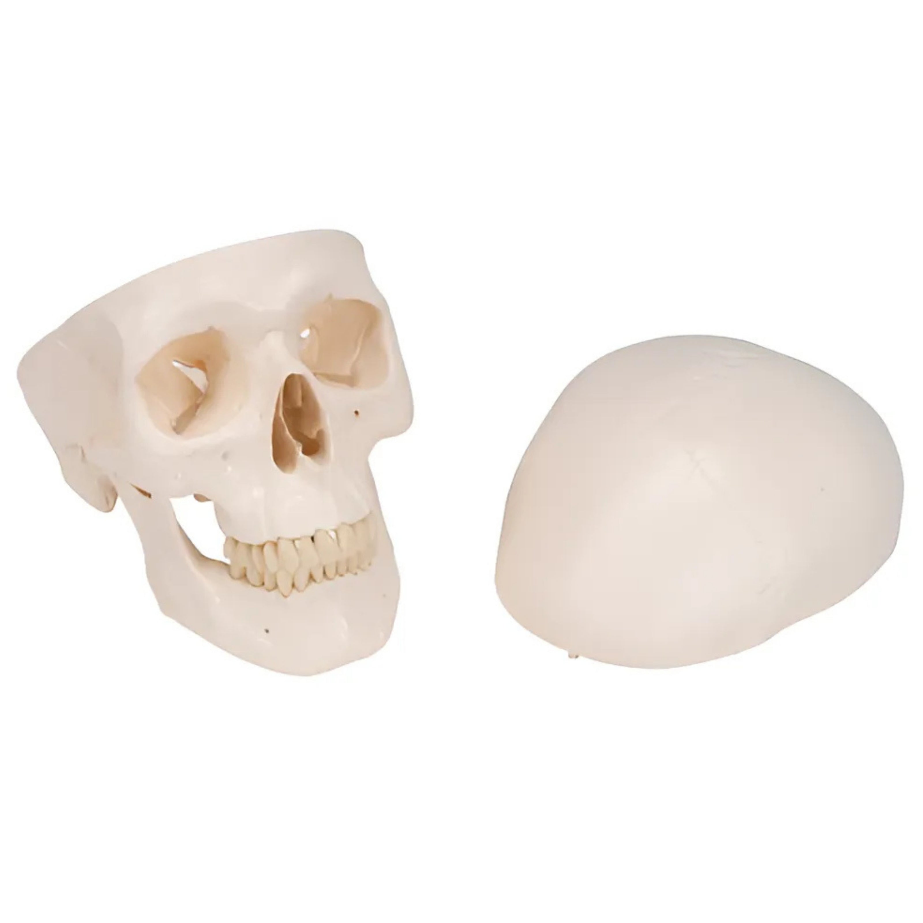 Cráneo Clásico, 3 partes - 3B Smart Anatomy