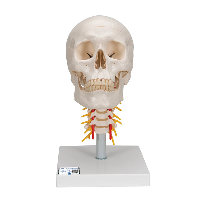 Cráneo clásico sobre columna cervical, 4 partes - 3B Smart Anatomy