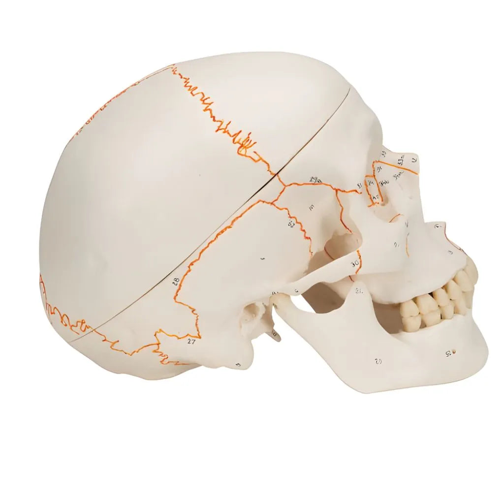 Cráneo clásico, 3 partes