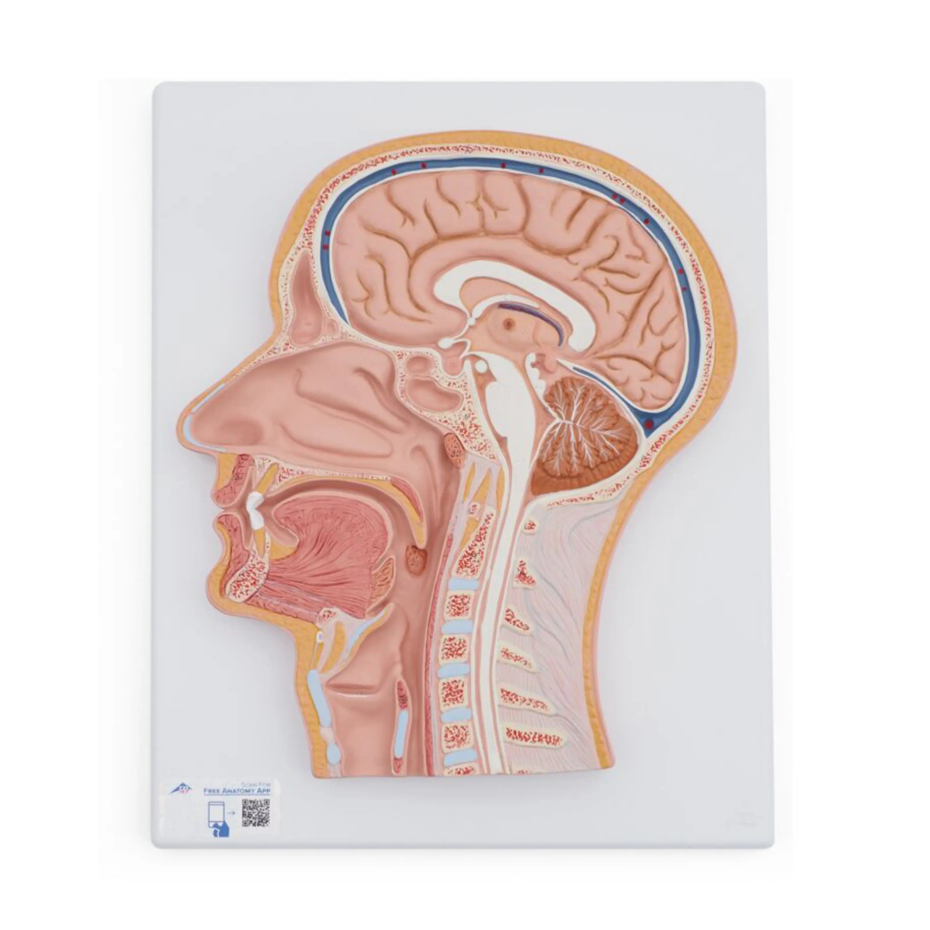 Corte medial de la cabeza - 3B Smart Anatomy