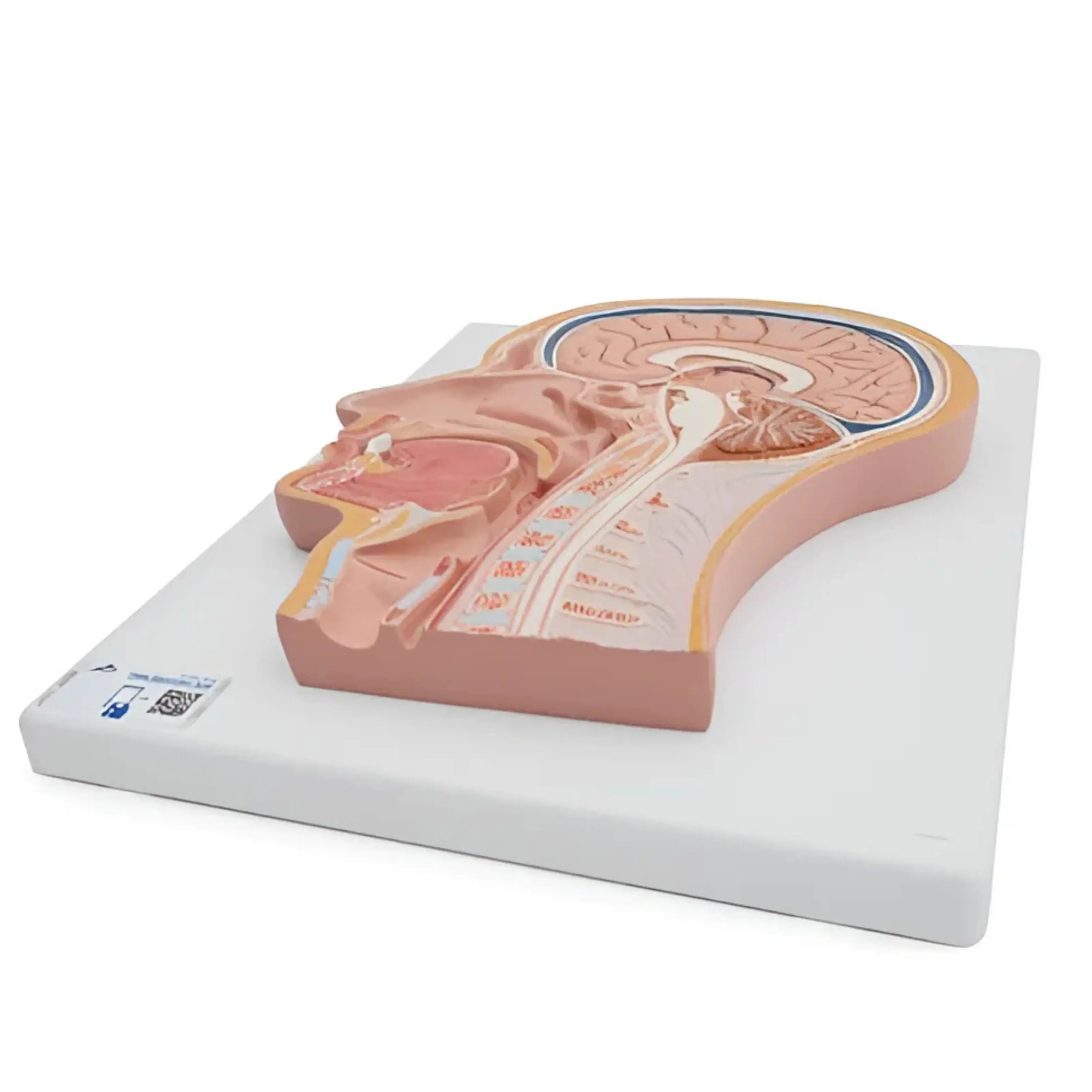 Corte medial de la cabeza - 3B Smart Anatomy