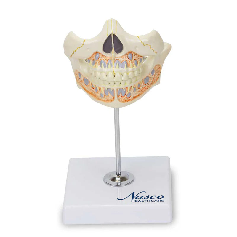 Modelo de Dientes de Bebé