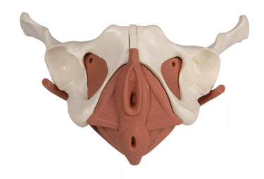 Modelo de Suelo Pélvico Femenino, 12 Piezas, Magnético