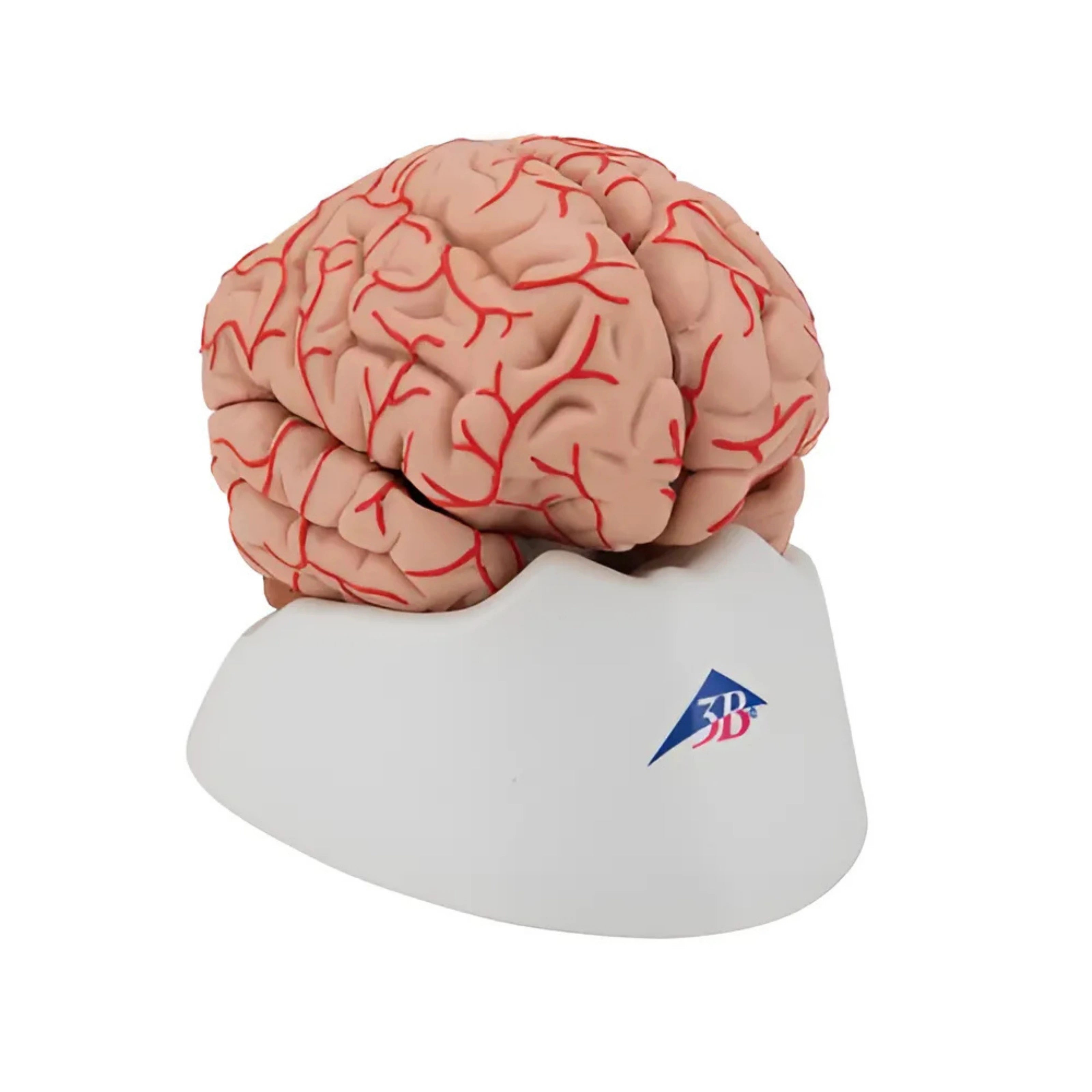 Cerebro de Lujo con Arterias, desmontable en 9 piezas - 3B Smart Anatomy