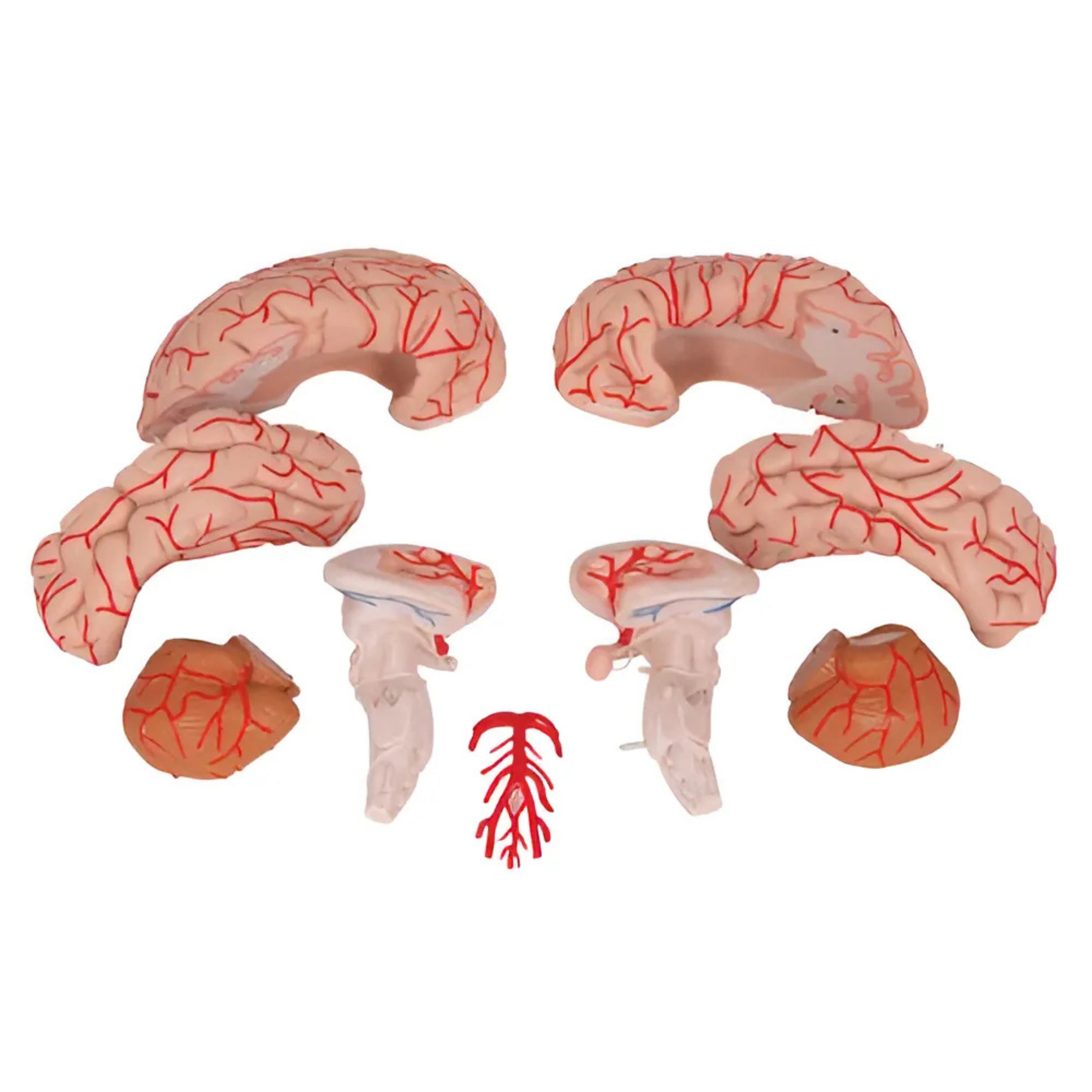 Cerebro de Lujo con Arterias, desmontable en 9 piezas - 3B Smart Anatomy