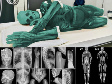 Maniquí de Cuerpo Completo Adulto para Imagenología (Rayos X, TC y RM) con Músculos
