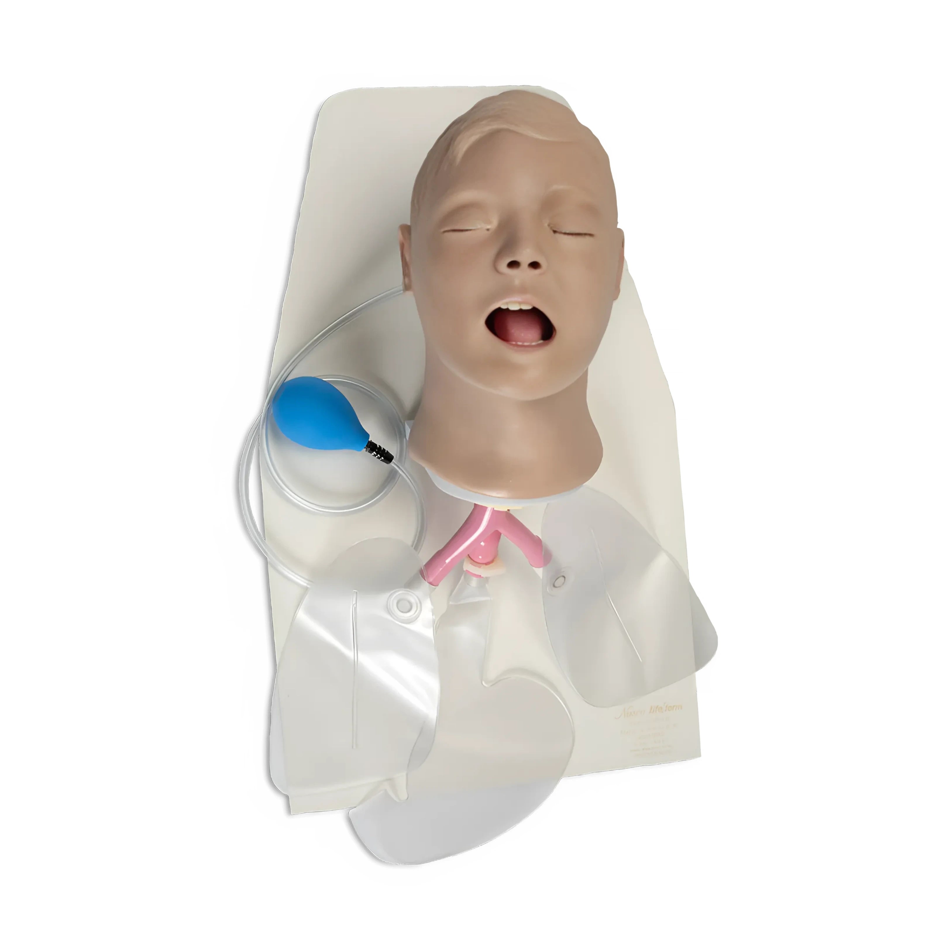 Entrenador de gestión de las vías respiratorias para adultos 'Airway Larry' con soporte