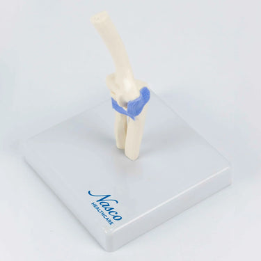 Modelo Mini de Articulación del Codo